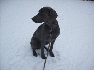 Our blue weim, Remy.