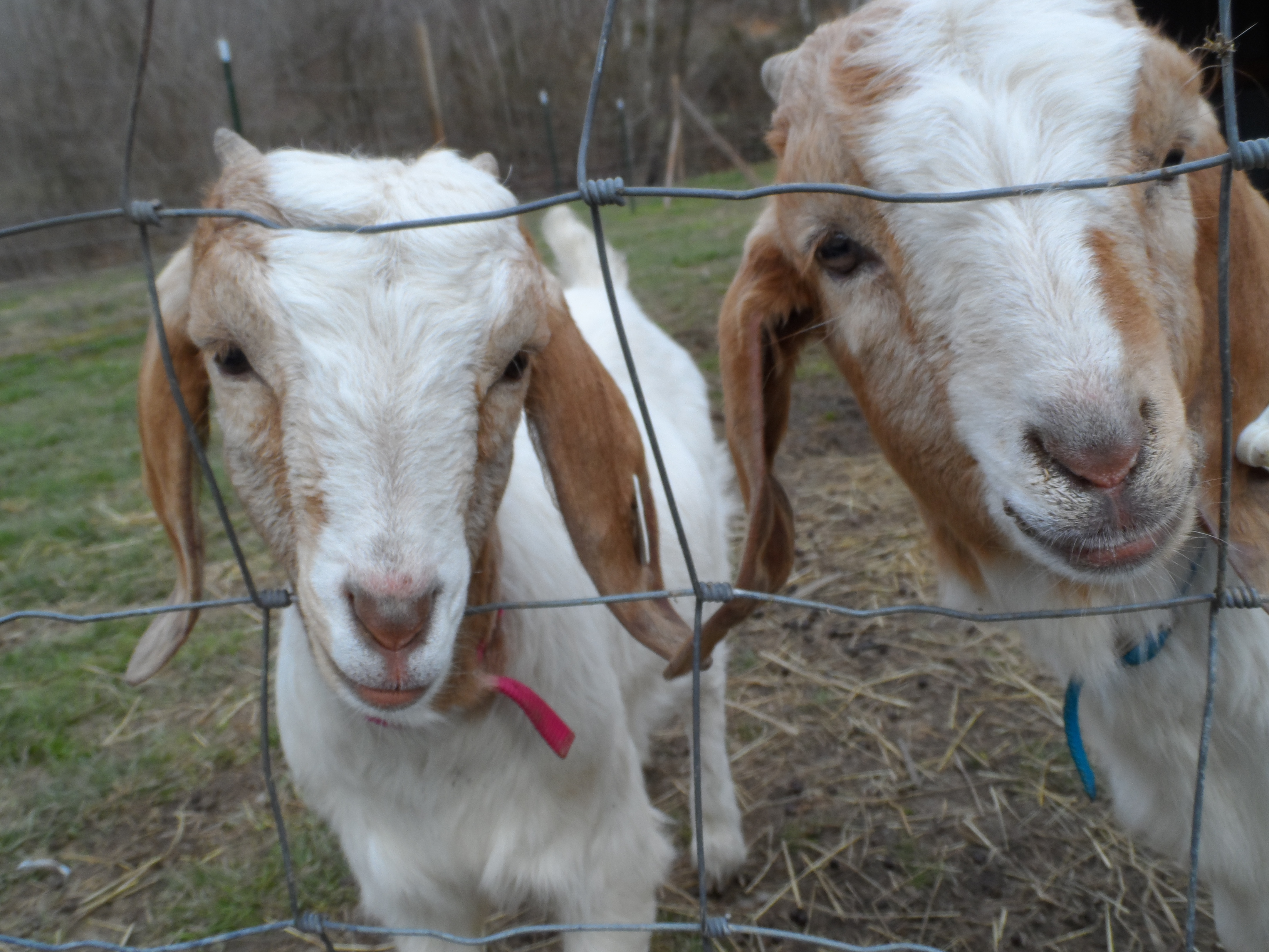 Our boer goats, Jack and Jill