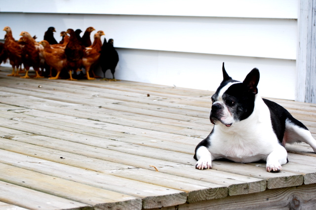 Our Boston Terrier is very calm around the chickens (which comes as quite a surprise).  The group tends to stick closely together when he is around.