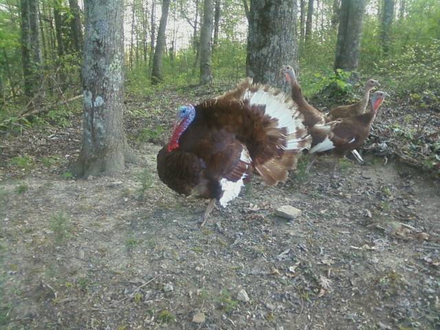 Our Bourbon Red turkey
