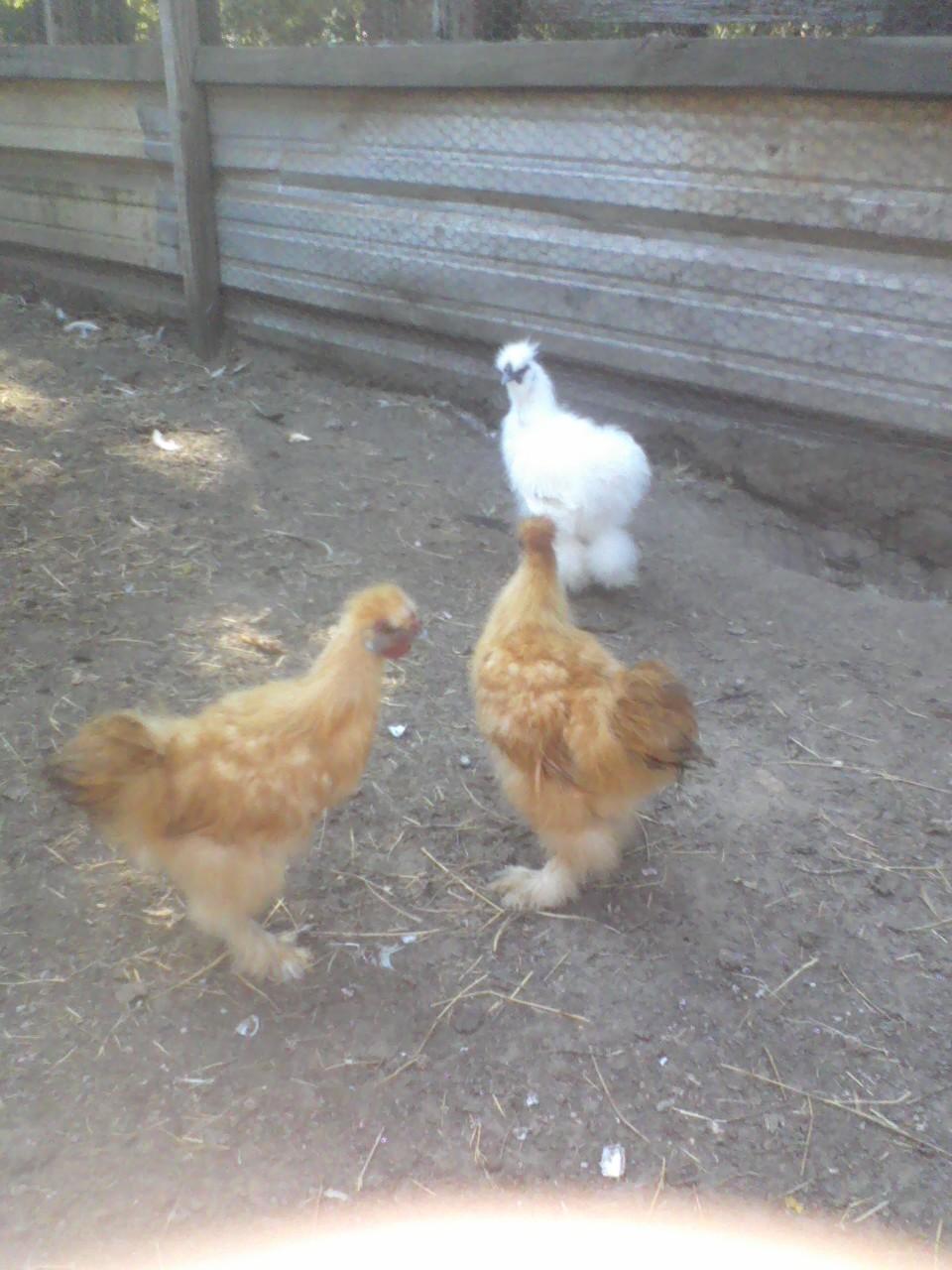 Our boys now, at 14 weeks old.  They moved to the ranch.  They are happy and made a great adjustment.  I am happy, but sad because I miss their amazing personalities.  Going to visit them this weekend.
