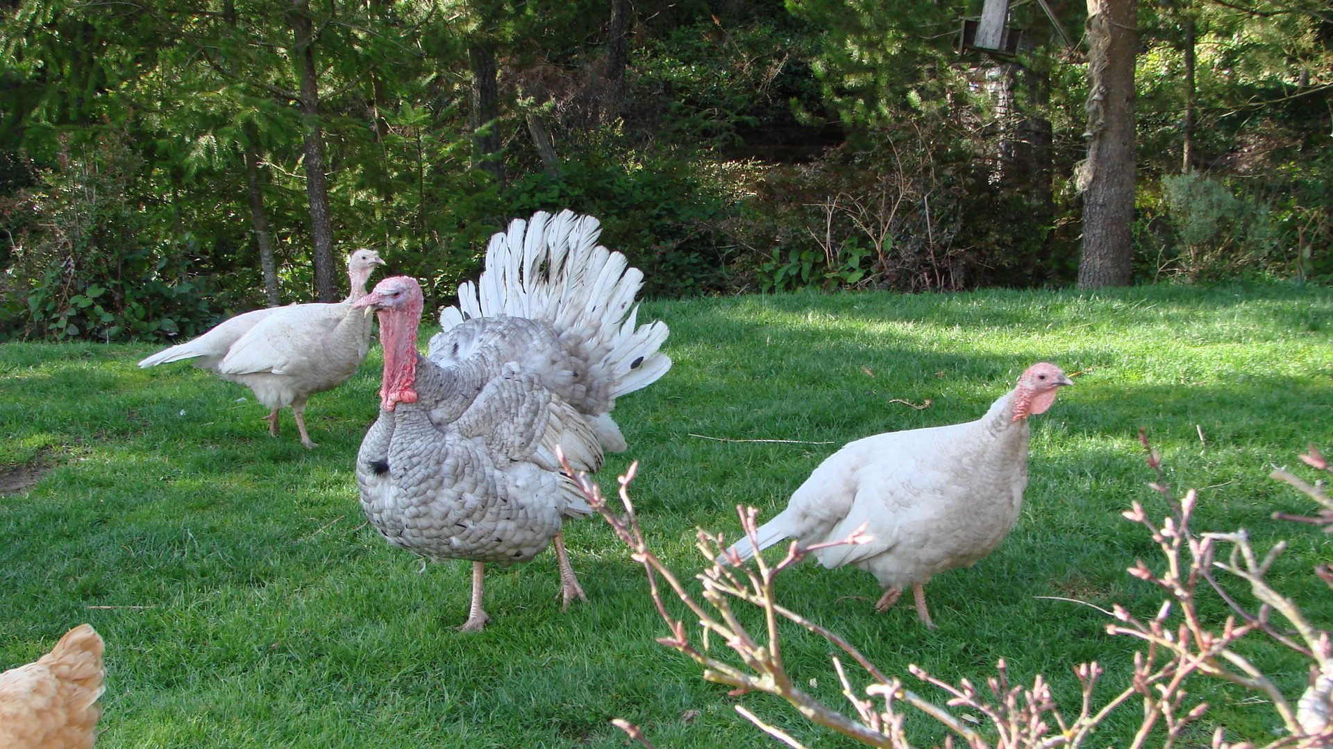Our breeders