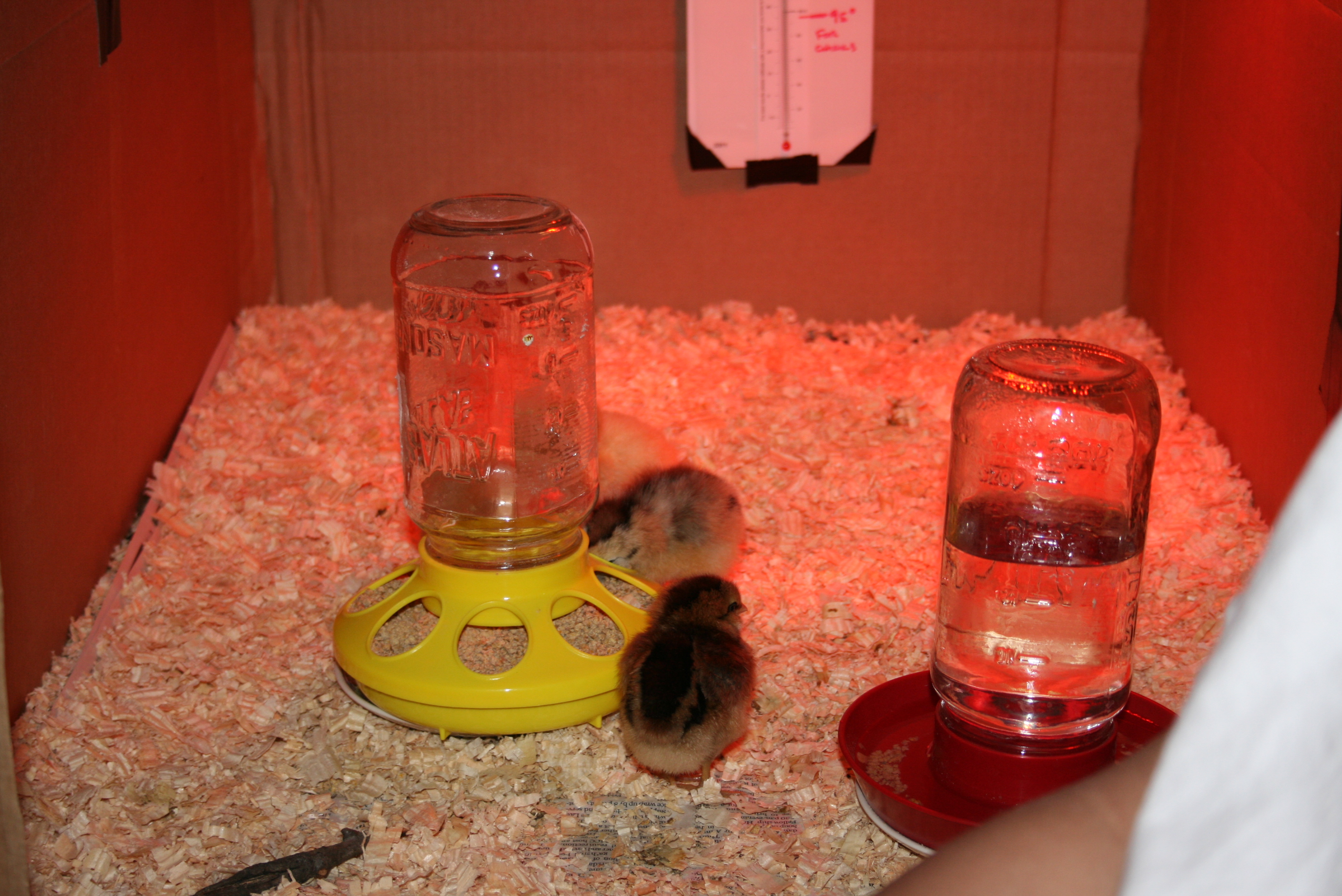Our Brooder...a med-large dog crate, customized with cardboard bumpers, shavings and heat lamp.  It's working great so far for 9 chicks.  We've recently added some roosts (not shown), which they love.