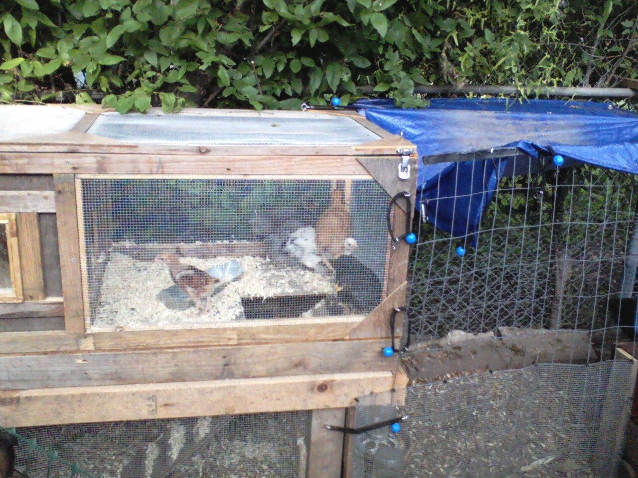 Our brooder converted to a coop and run.  I really need to finish the coop