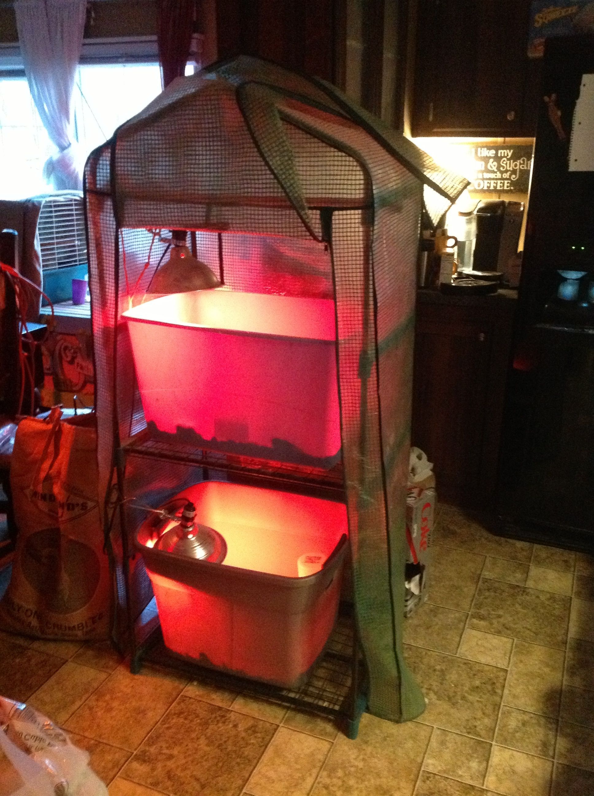 Our brooder green house thingy