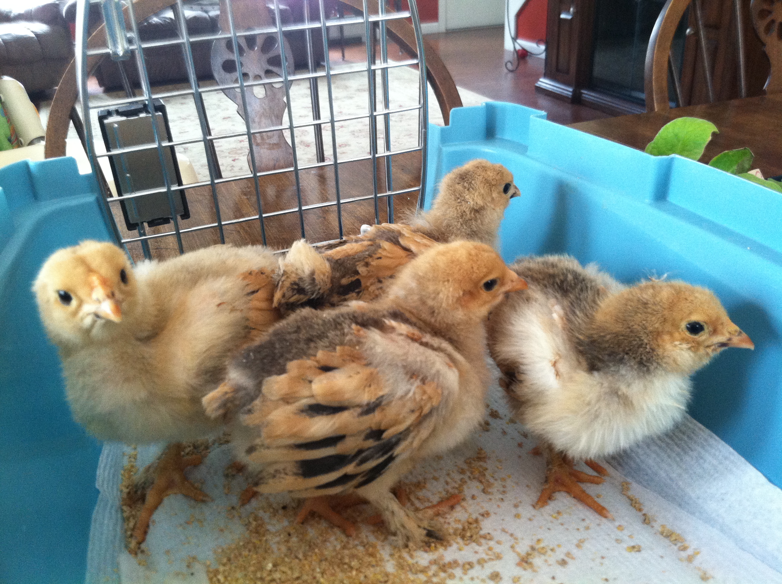 Our buff brahma chicks.