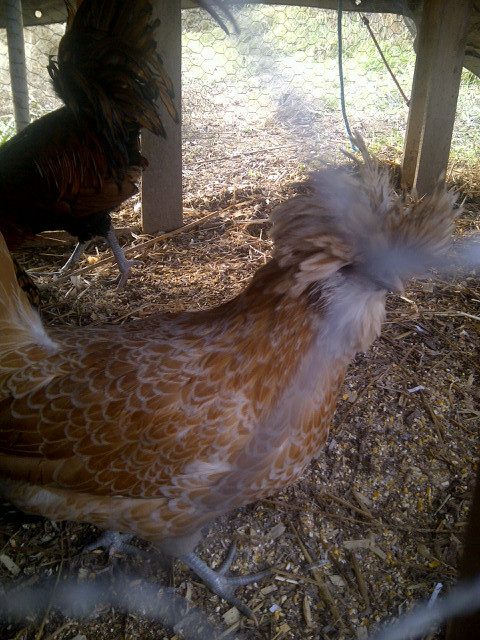 Our buff laced polish hen-Topaz