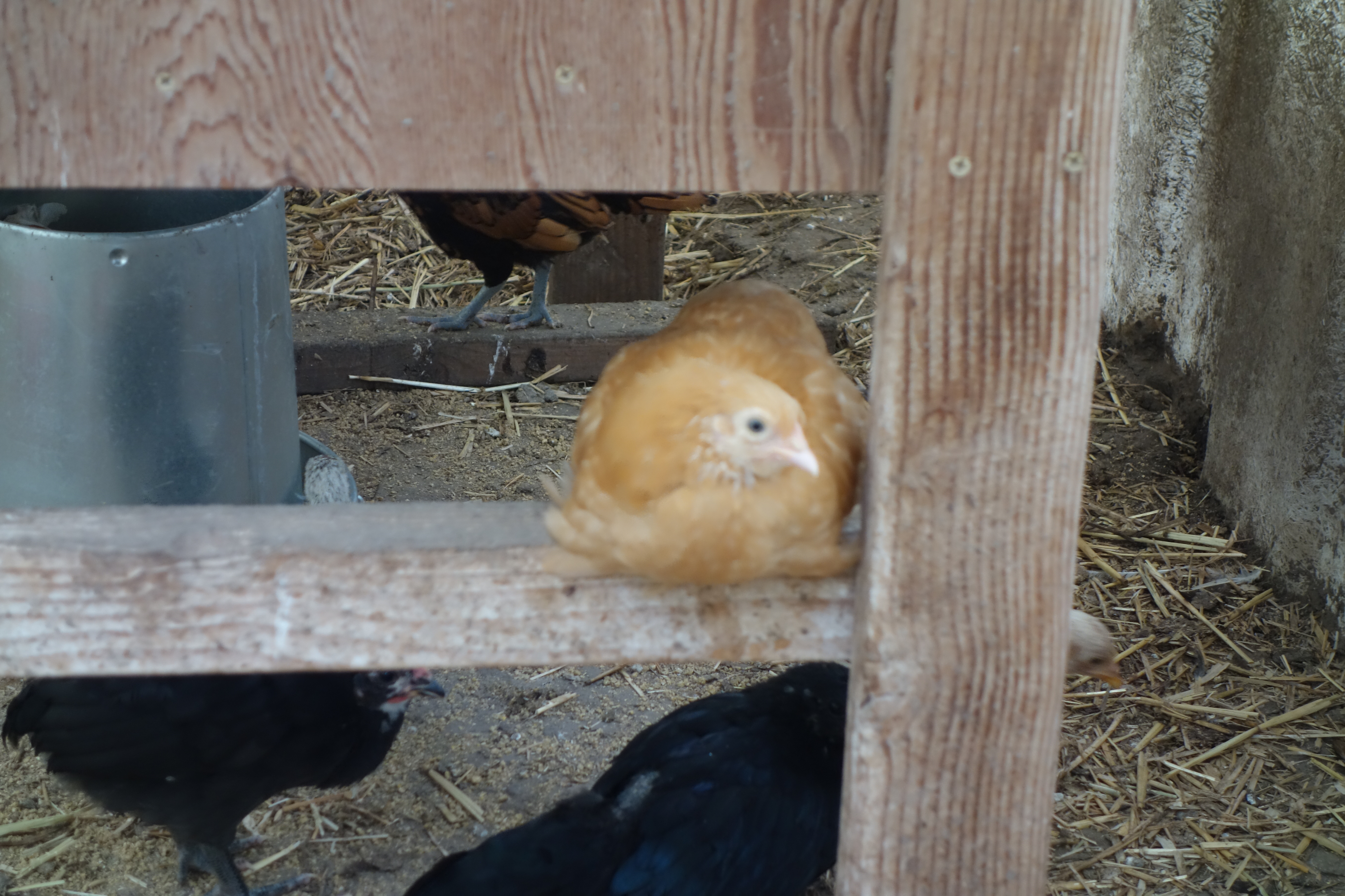 Our Buff Opington perching.