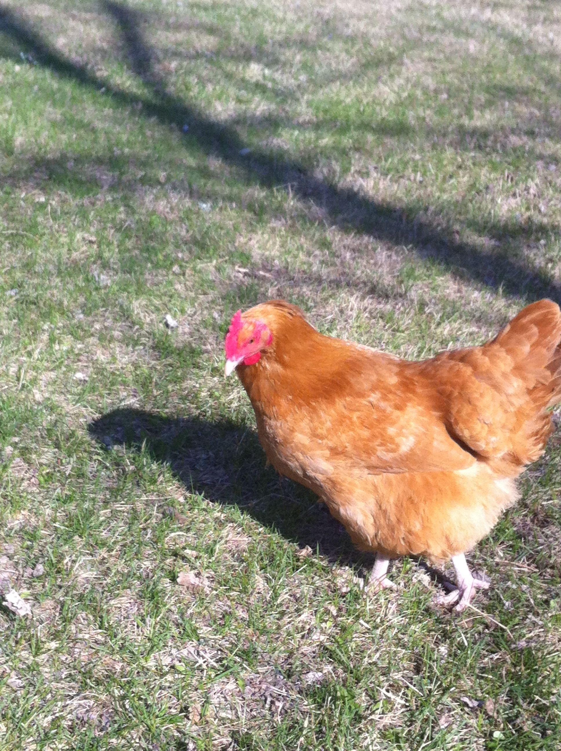 Our bufforpington buttercup free ranging for the first time this year