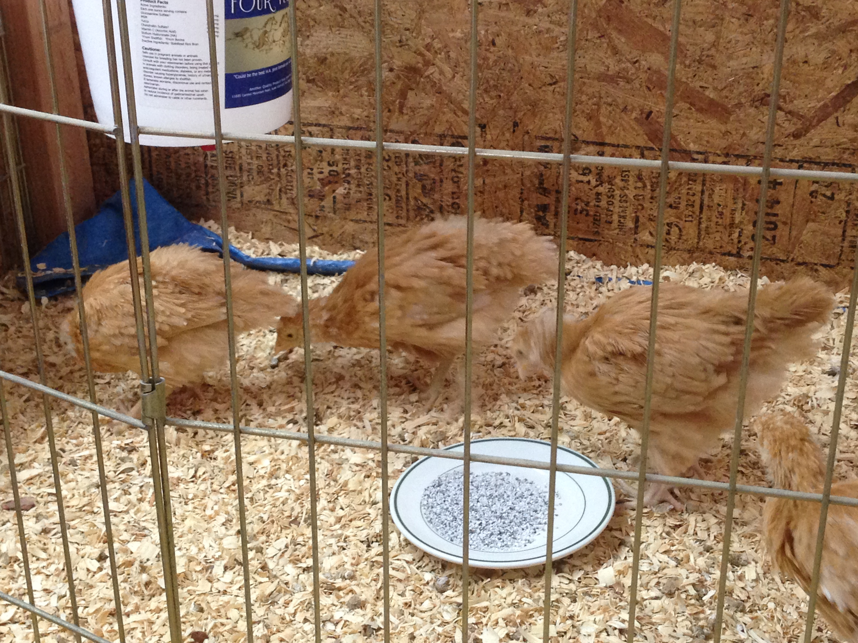 Our Burr Orpington conga line.