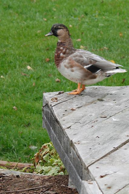Our call duck drake.