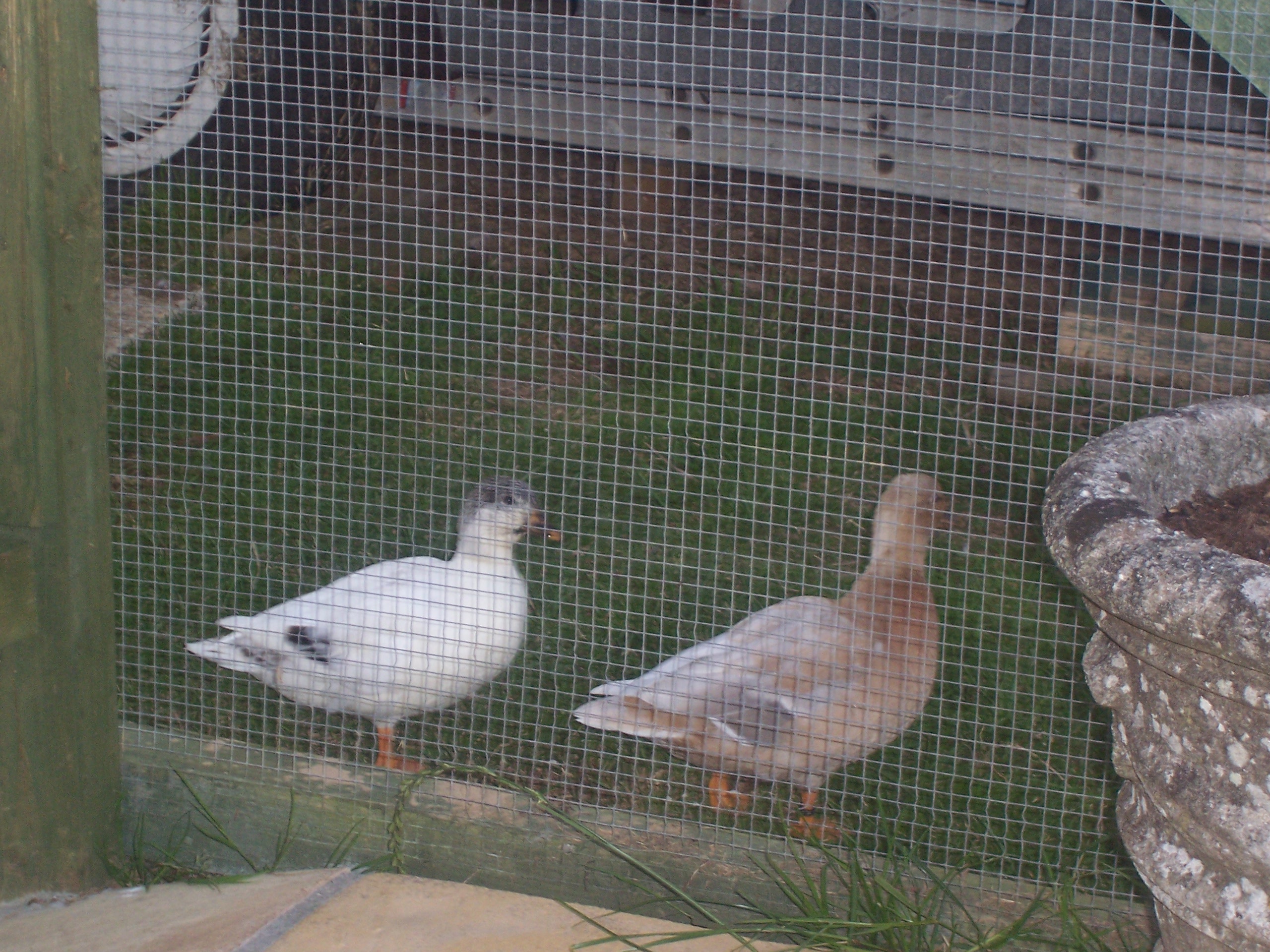 our call ducks ' apricots and silvers,