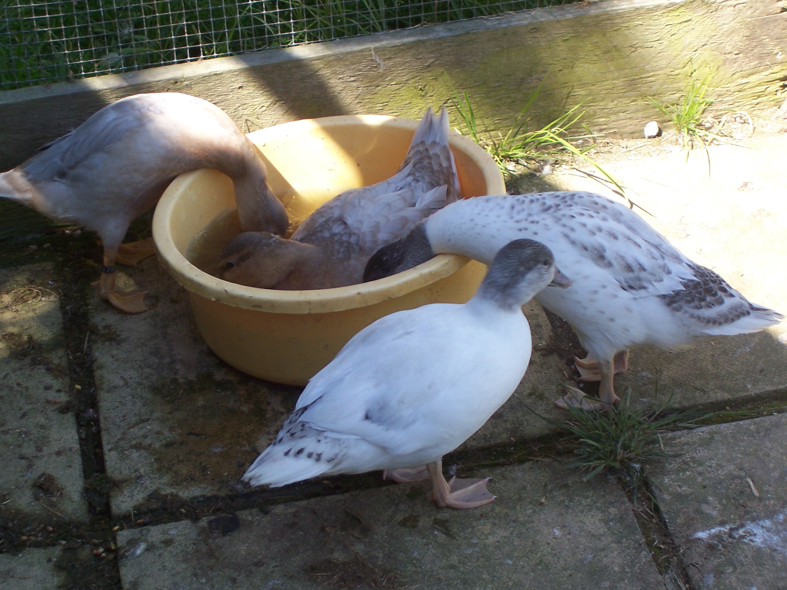 our call ducks