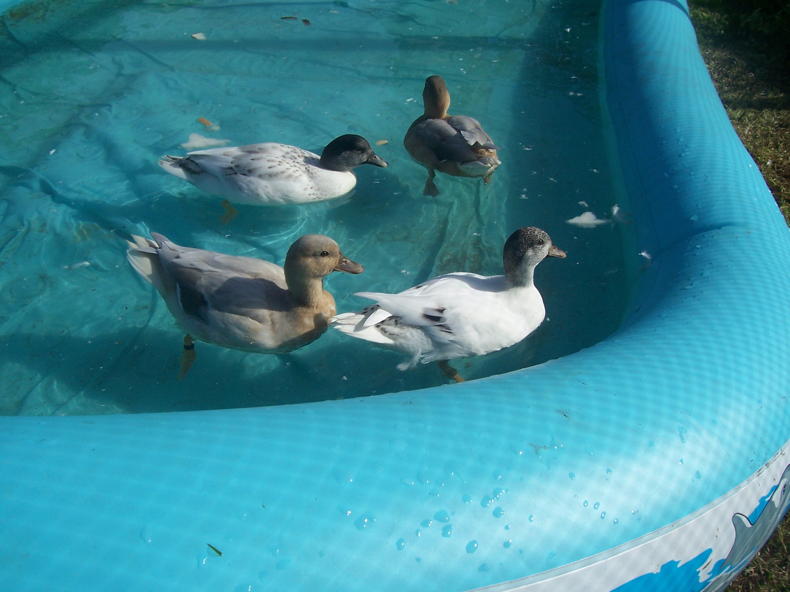 our call ducks