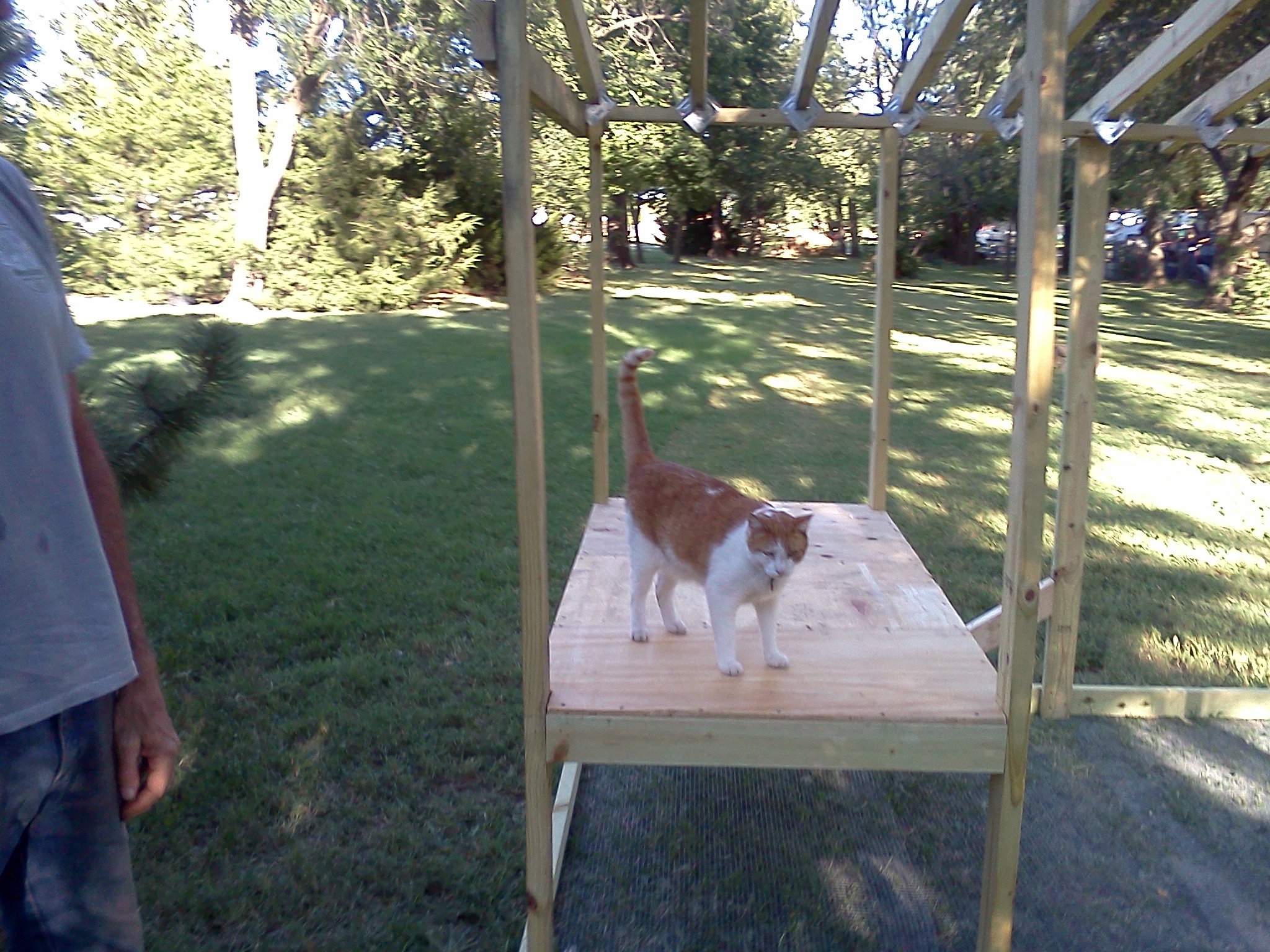 Our cat Fritz checking out the coop so far! :)