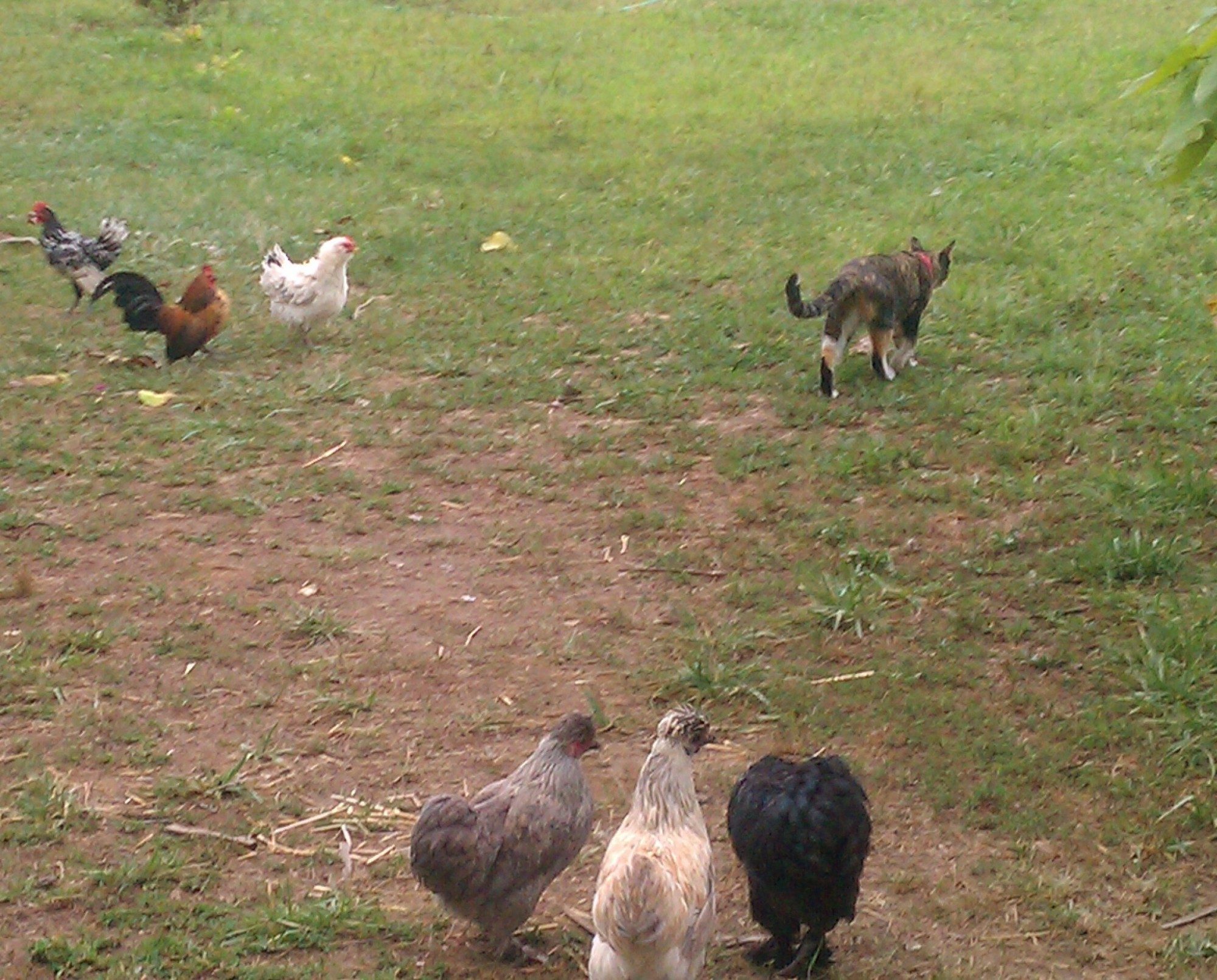 Our cat Izzy walking past some chickens.. she is the best cat we could ask for..