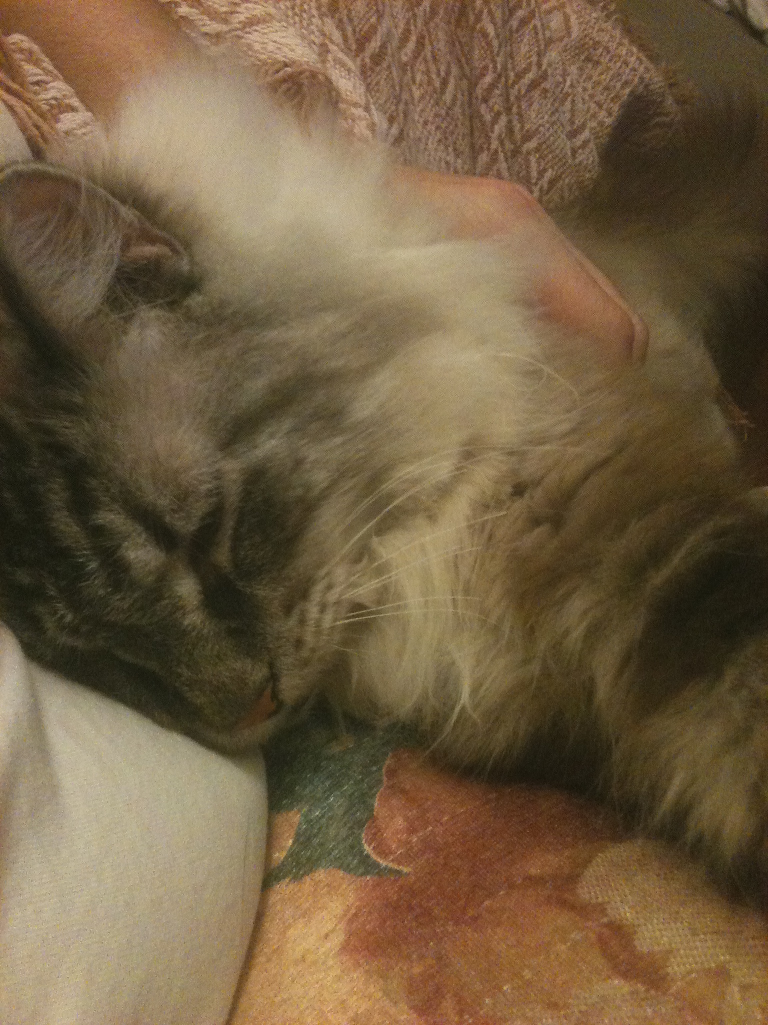 Our cat, Sir Leonard