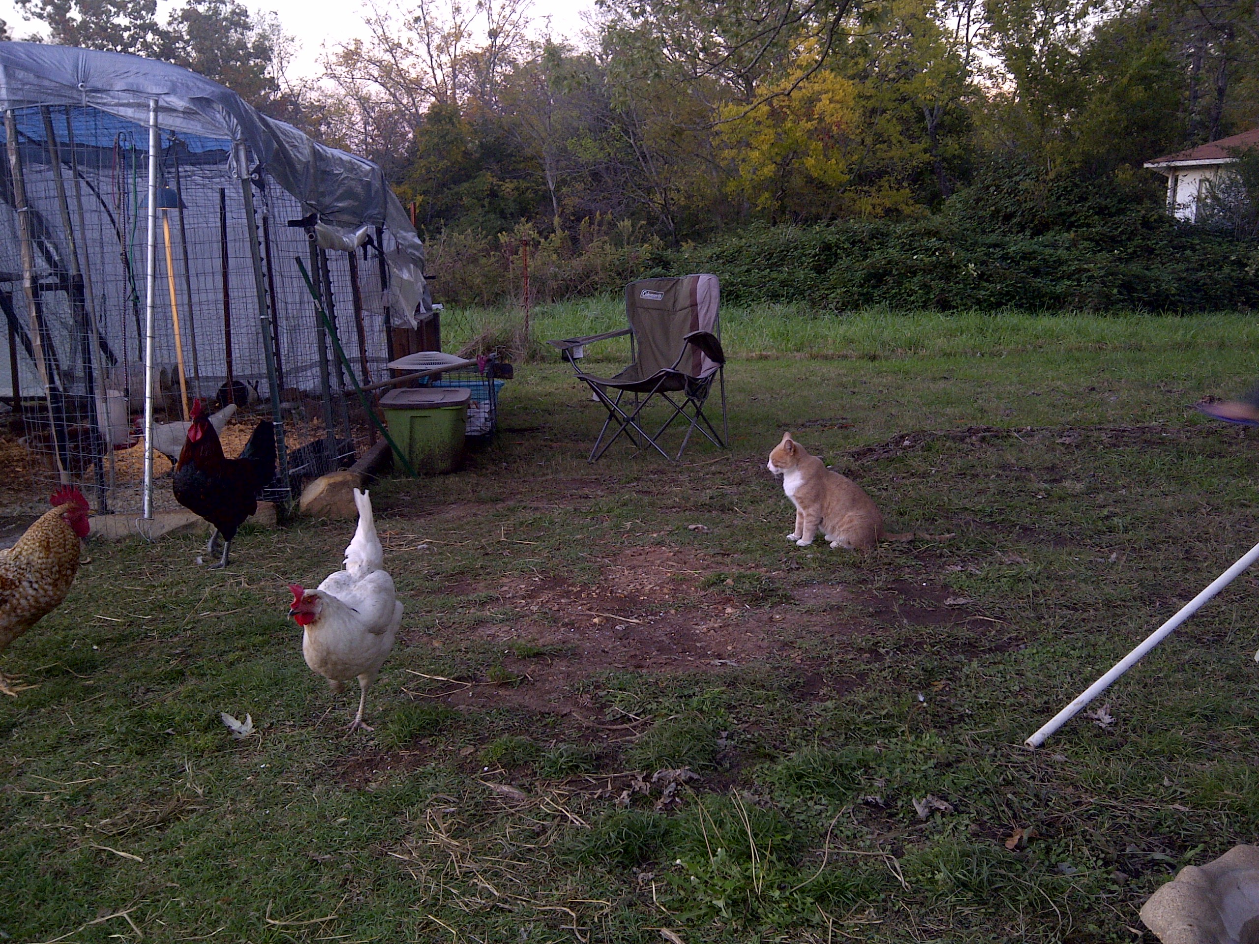Our cat-socks, and some of our flock. This is the first time they were loose together at the same time. As you can see, Socks is a little confused-they are now best of friends!