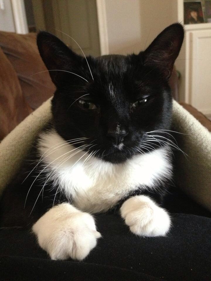 Our cat tux :)