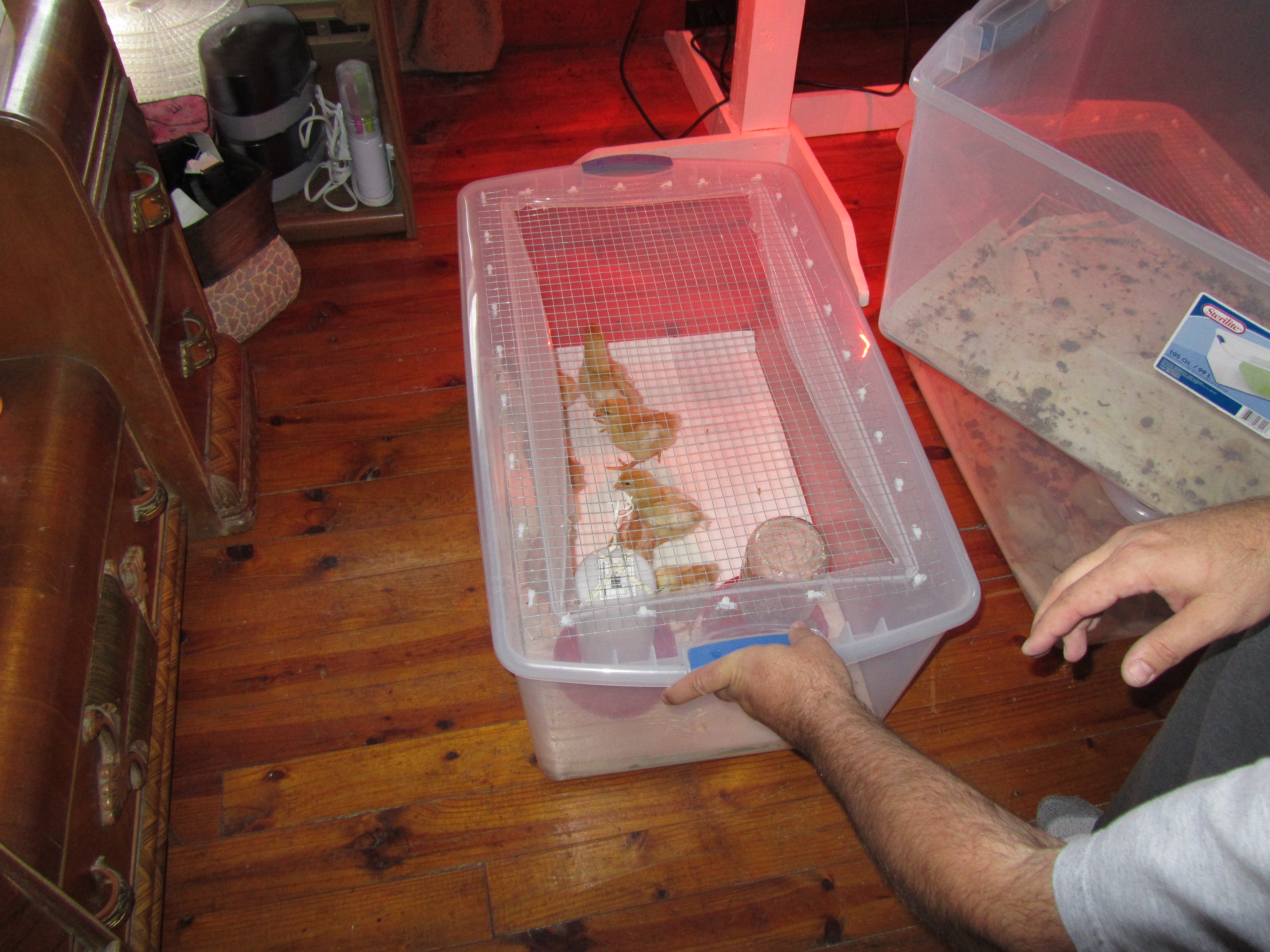 Our "cheap" brooders - got 4 in all for all 20 chicks - 4 hens, 8 red meat birds, and 8 cornish cross.  By 5 weeks the meat birds were too big to keep inside - see my photo album of my meat chicken tractor - turned out great for them!