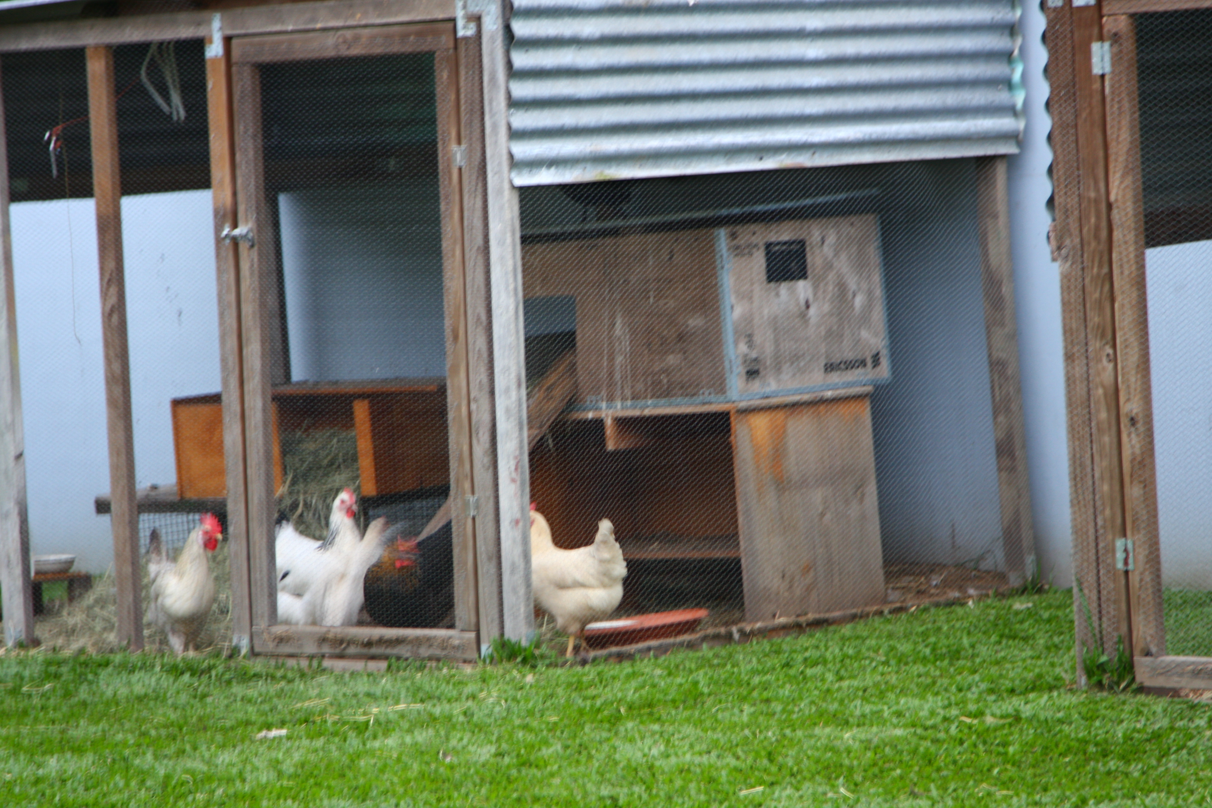 Our chicken coop .
coop 1.