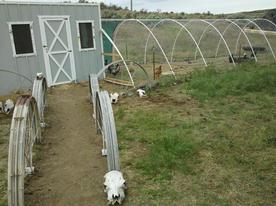 *
Our Chicken Coop, this yard is for the chickens although they do share the yard and coop with a rabbit and the dogs come in and visit too. In the winter we put thick plastic over the windows and heat lamps back inside as we had below freezing temps. yard ; pvc pipe and chicken wire. Has sustained wind gust of 70mph no problem. path is halved old wheels from hand lines from a neighbors alfalfa field. Skulls are old bulls found on the ranch. Inside the coop is sectioned off from Turkeys we raised, they had their own yard as well on other side which now since we sold out for Thanksgiving we set it up for the dogs to use so they too stay warm and dry when they have to be put out.