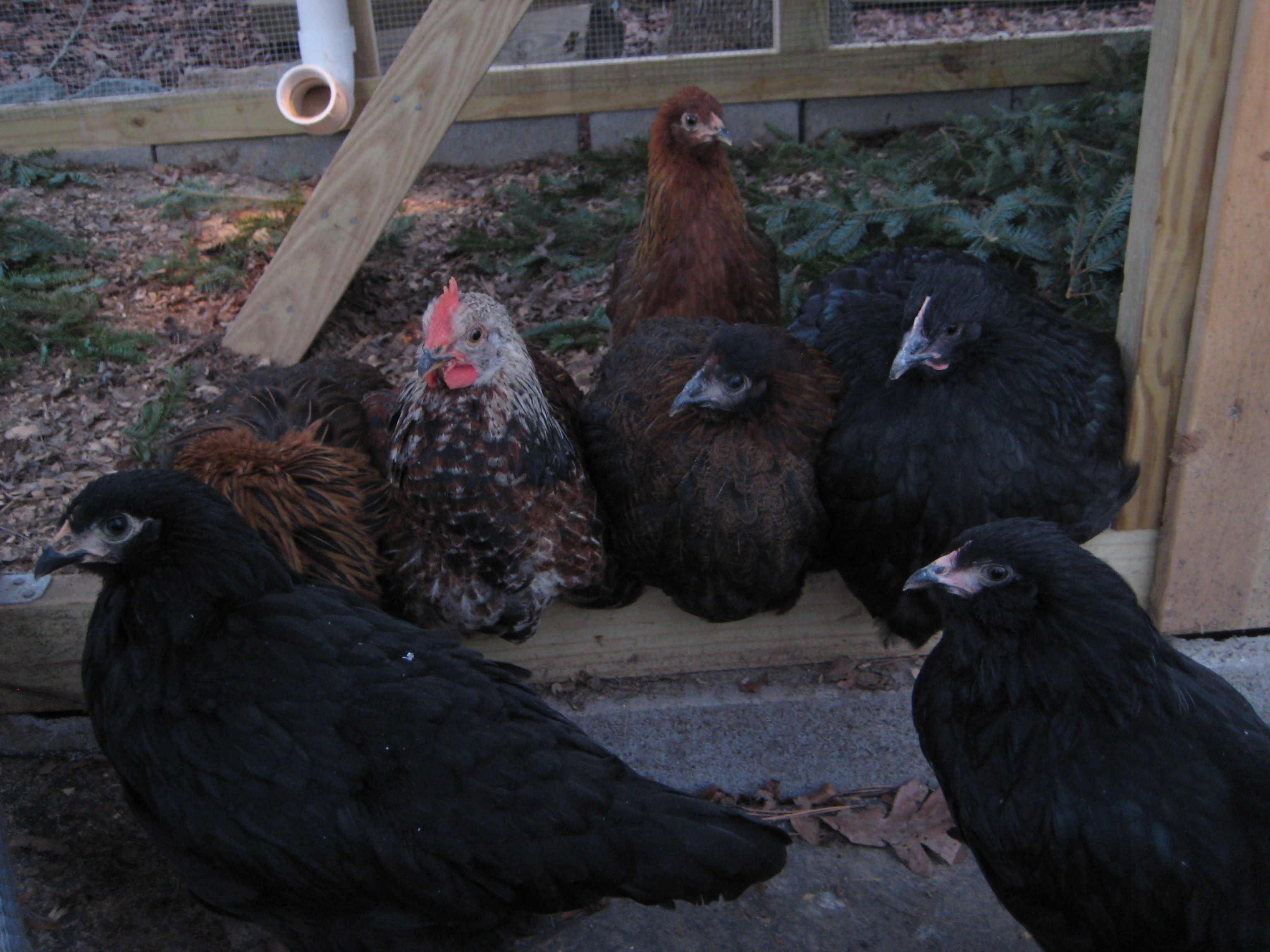 Our chicken crew all fluffed up for the winter