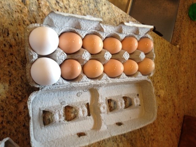 our chicken Eggs compared to store bought