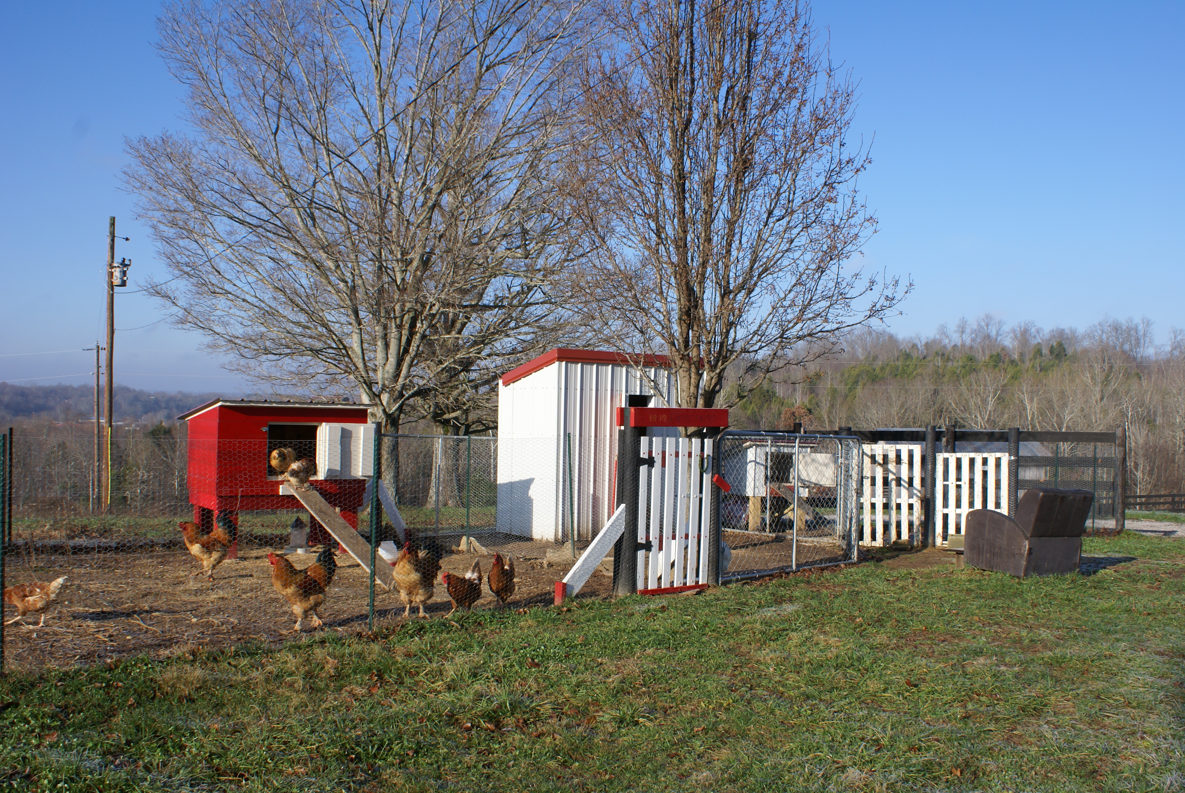Our chicken yard - and my favorite place to sit!