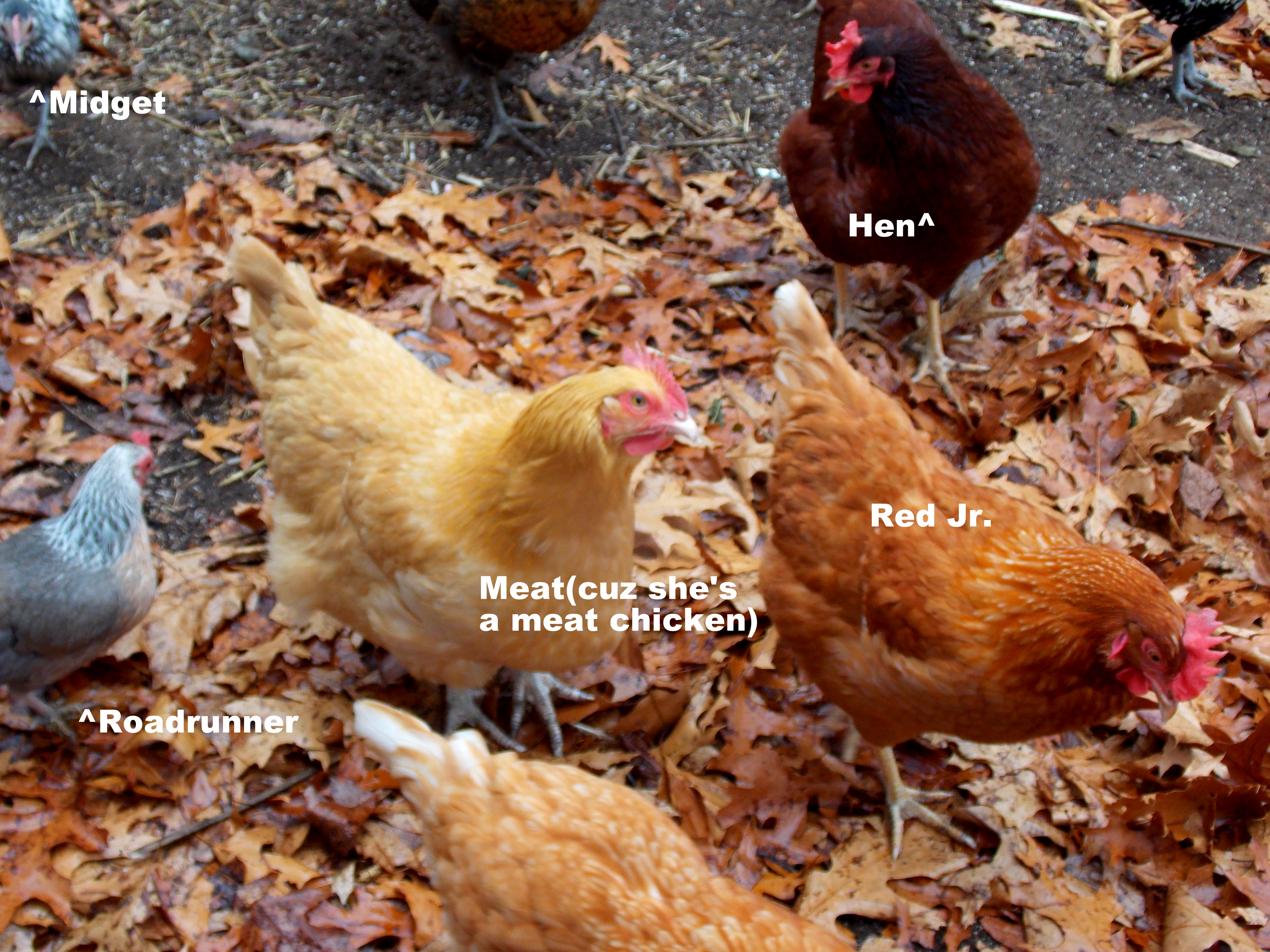 Our Chickens :D