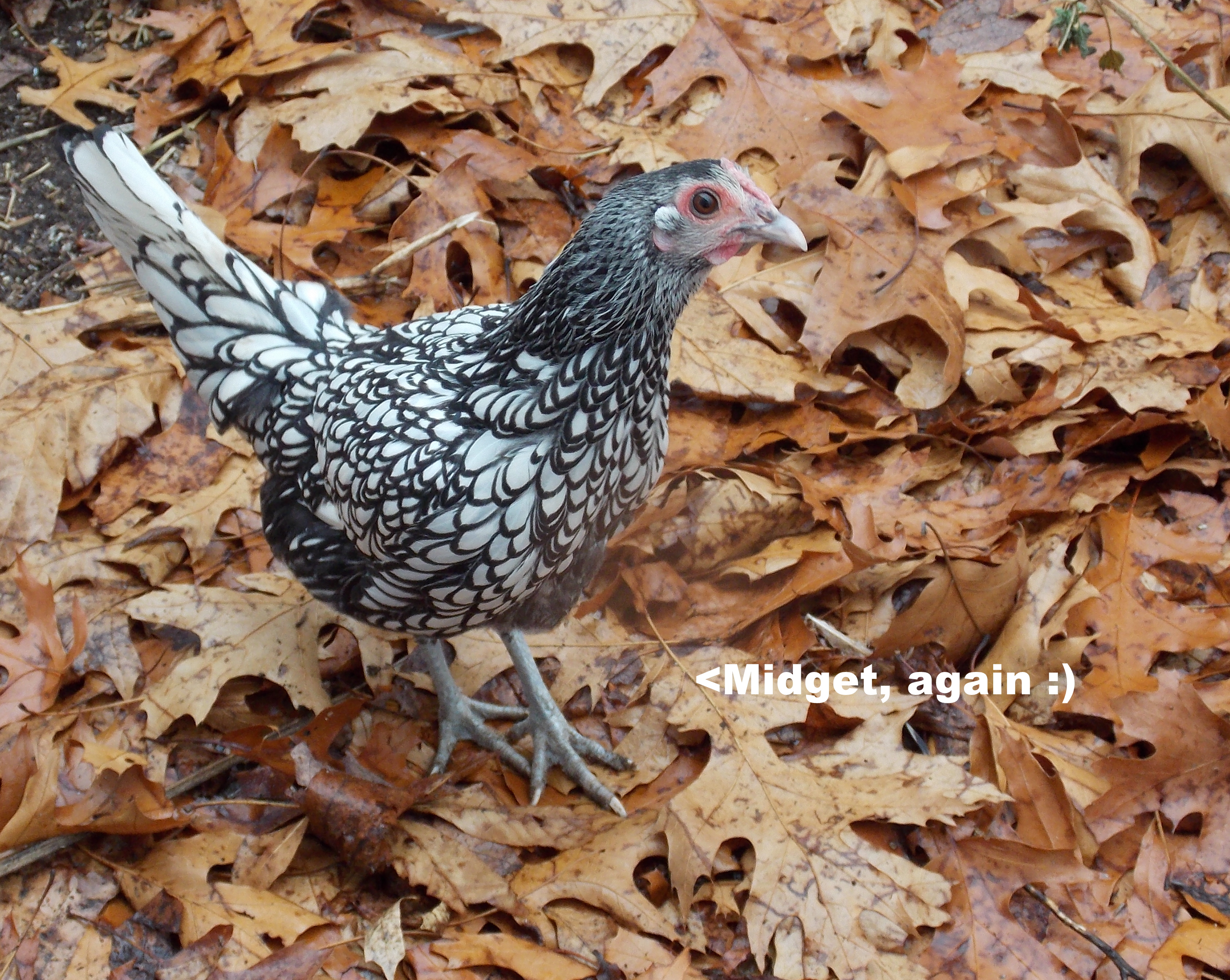Our Chickens :D
