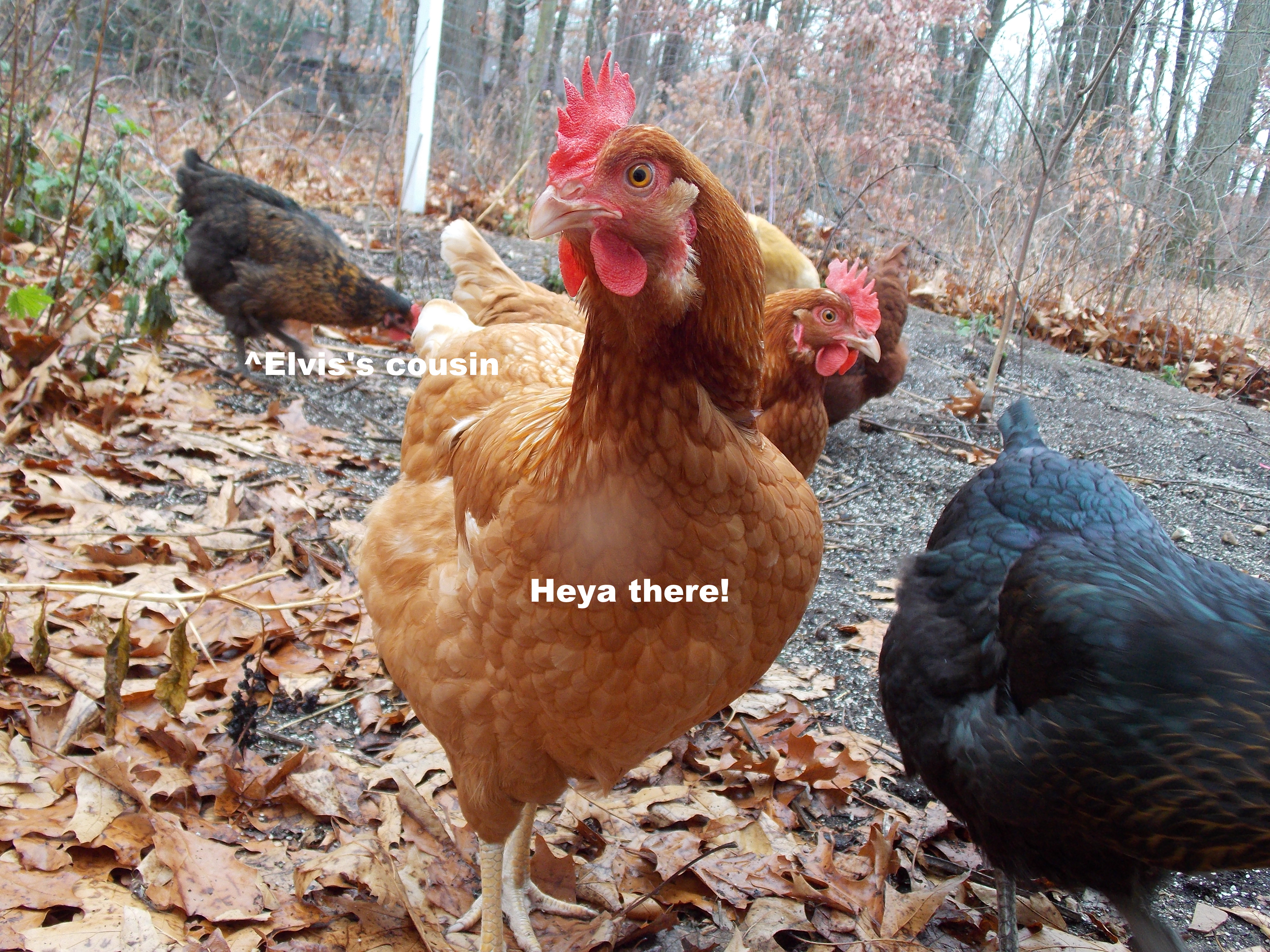 Our Chickens :D