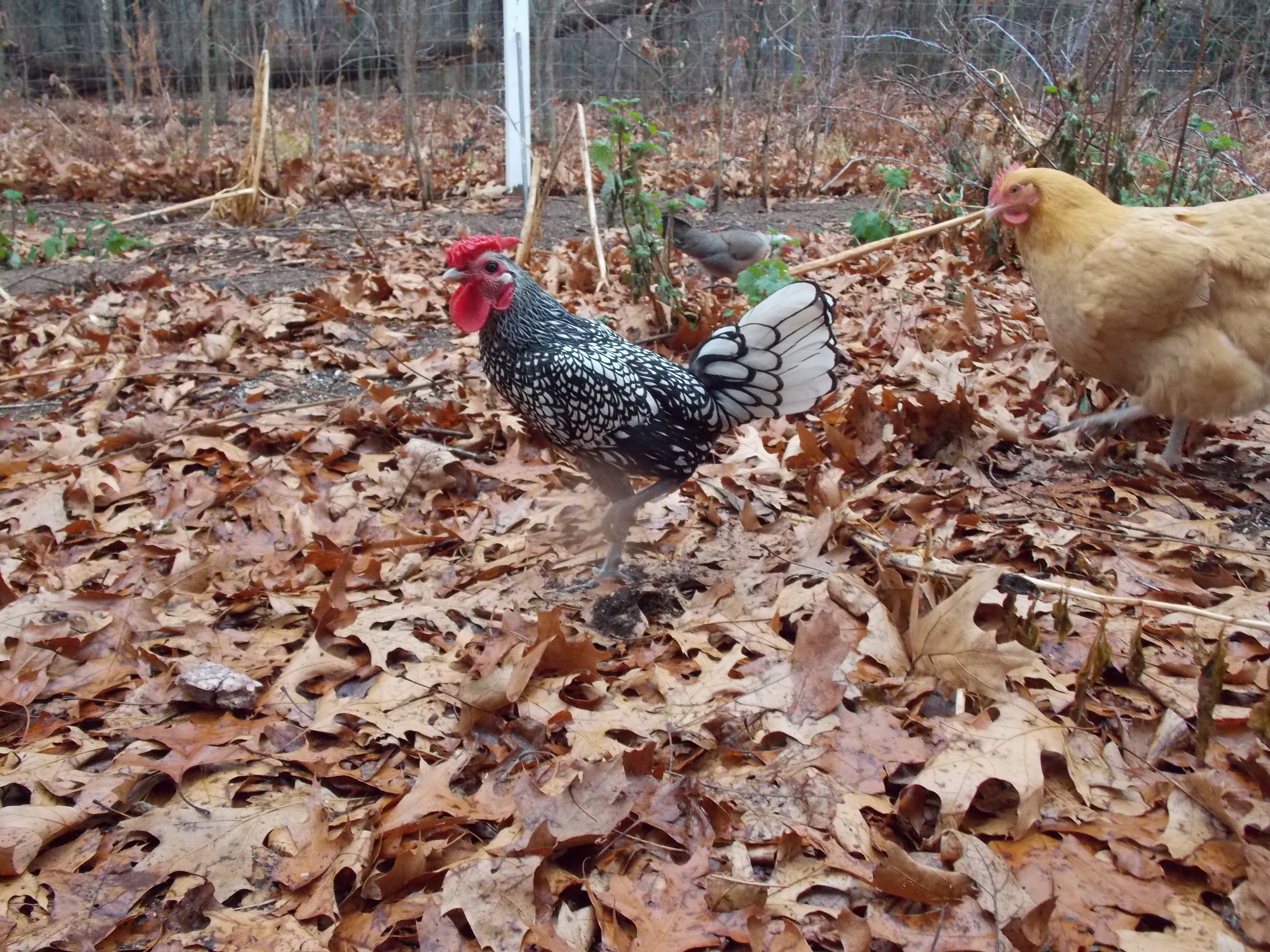 Our Chickens :D