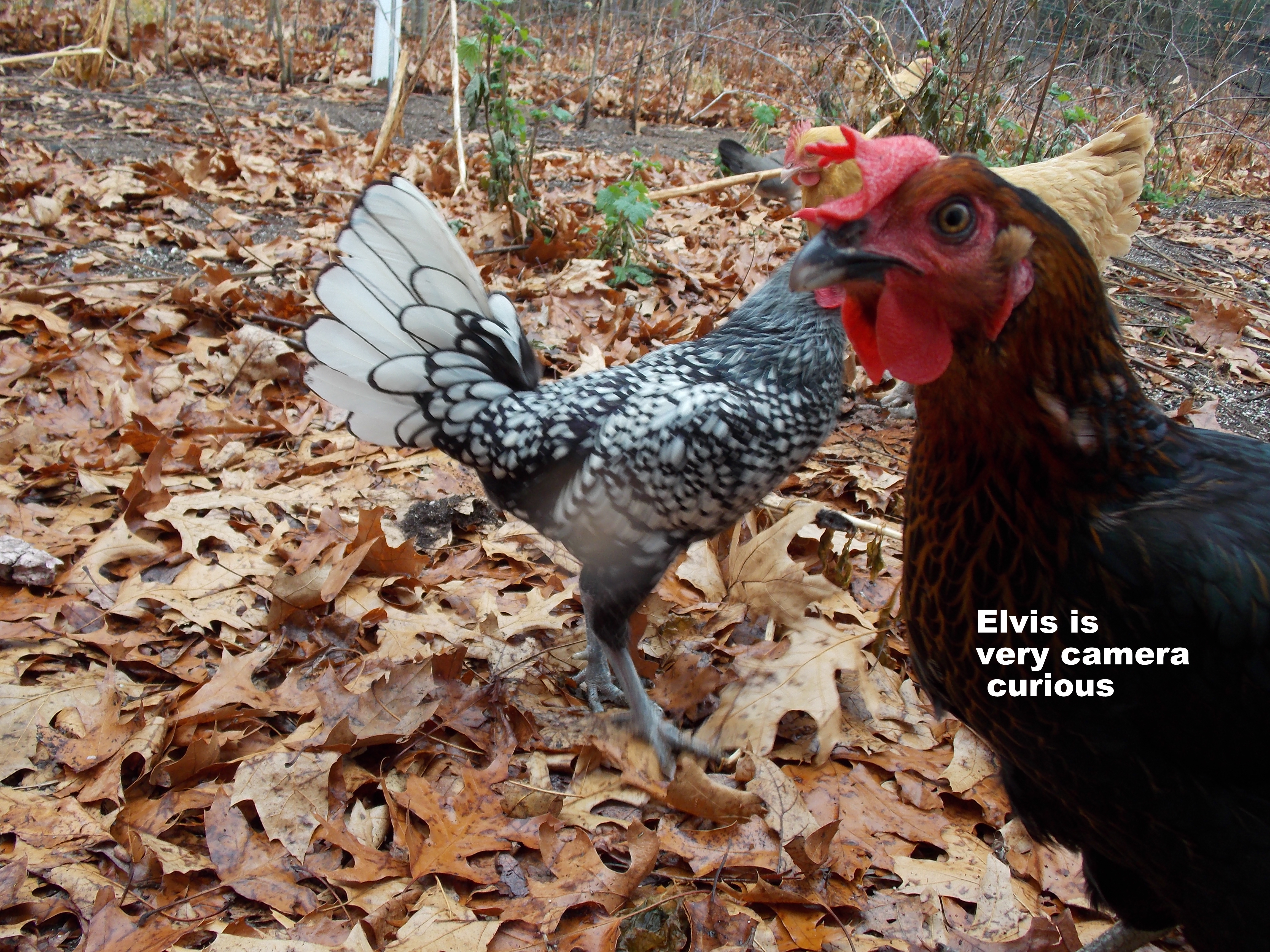 Our Chickens :D