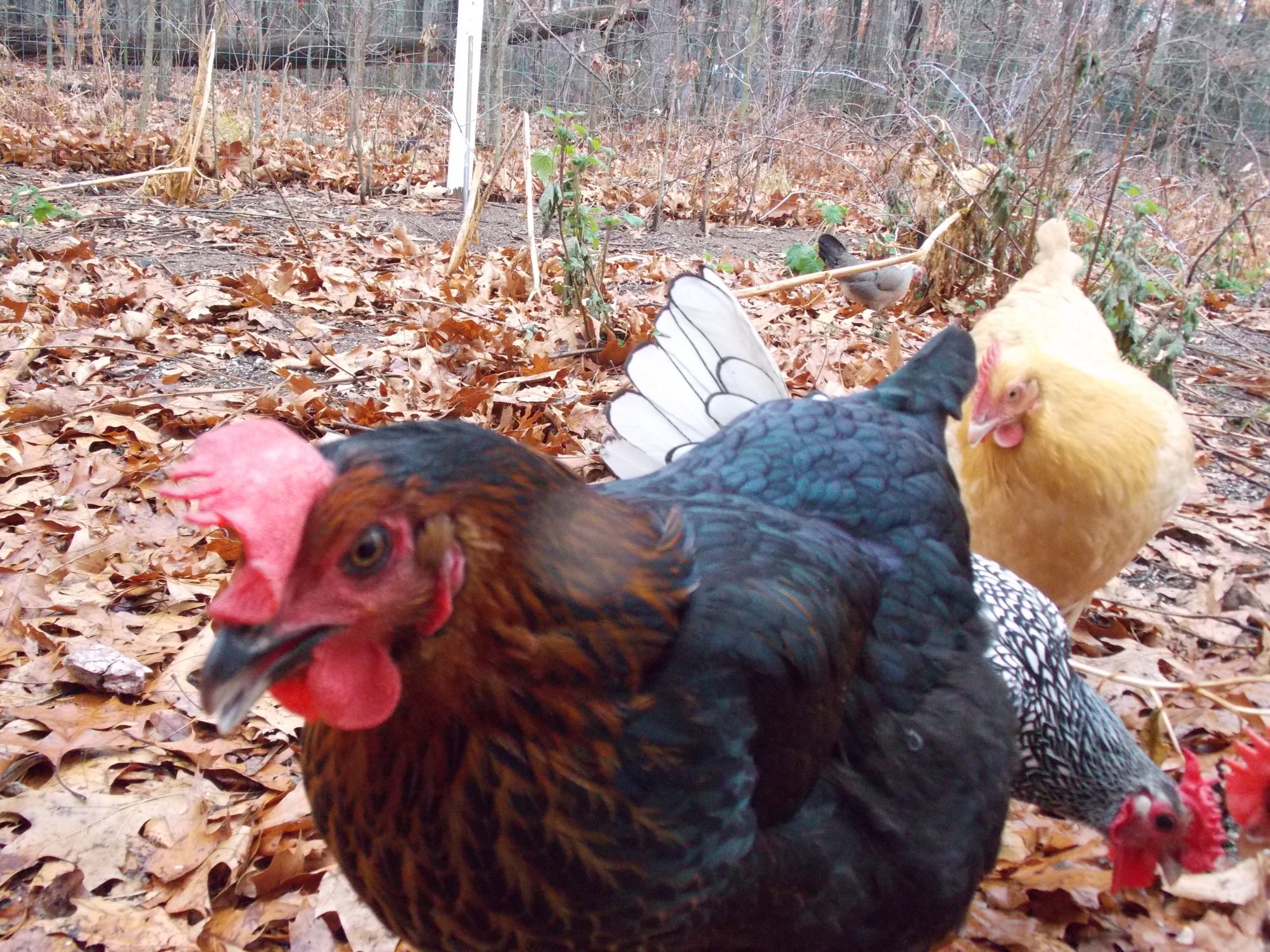 Our Chickens :D