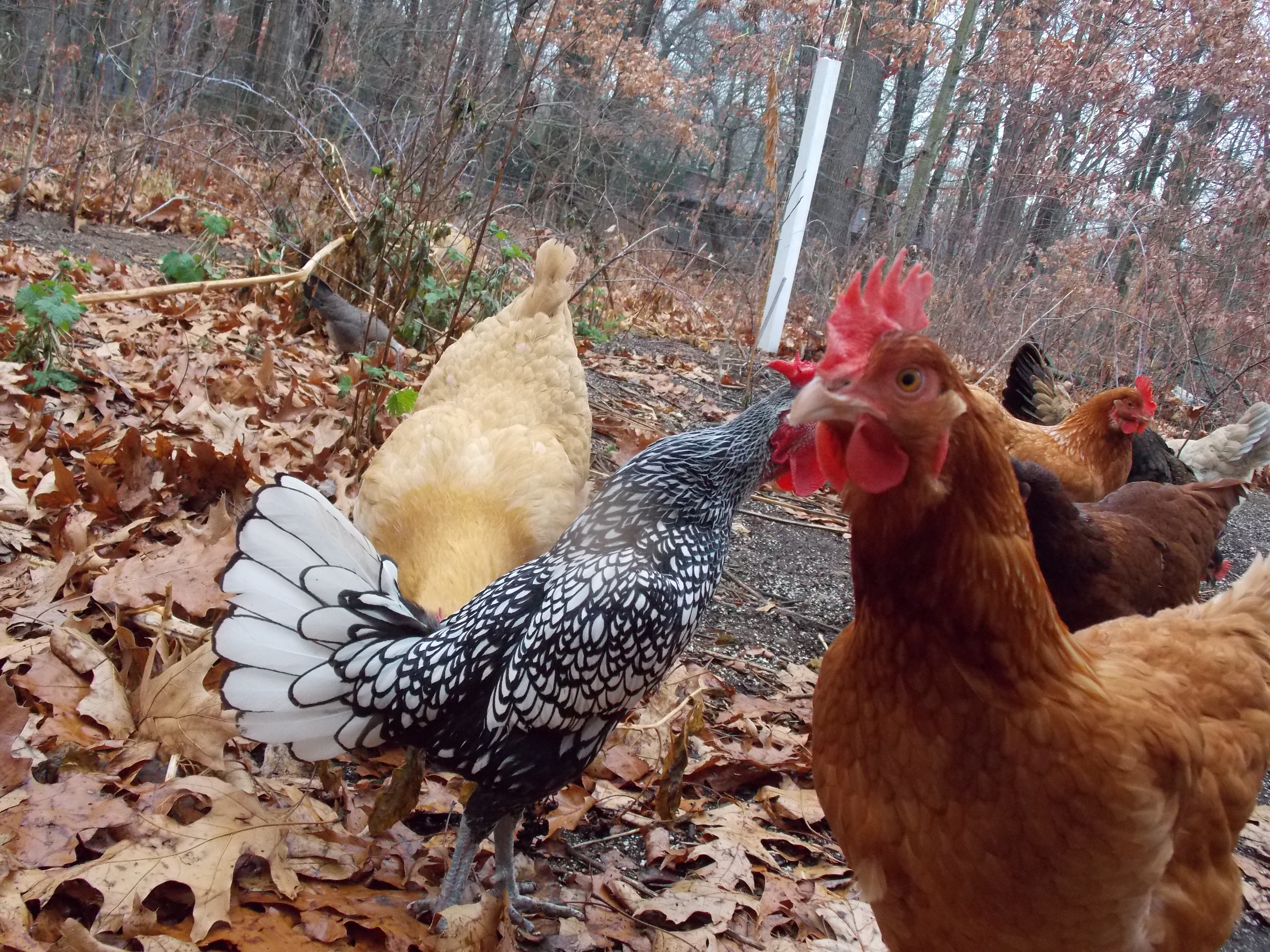 Our Chickens :D
