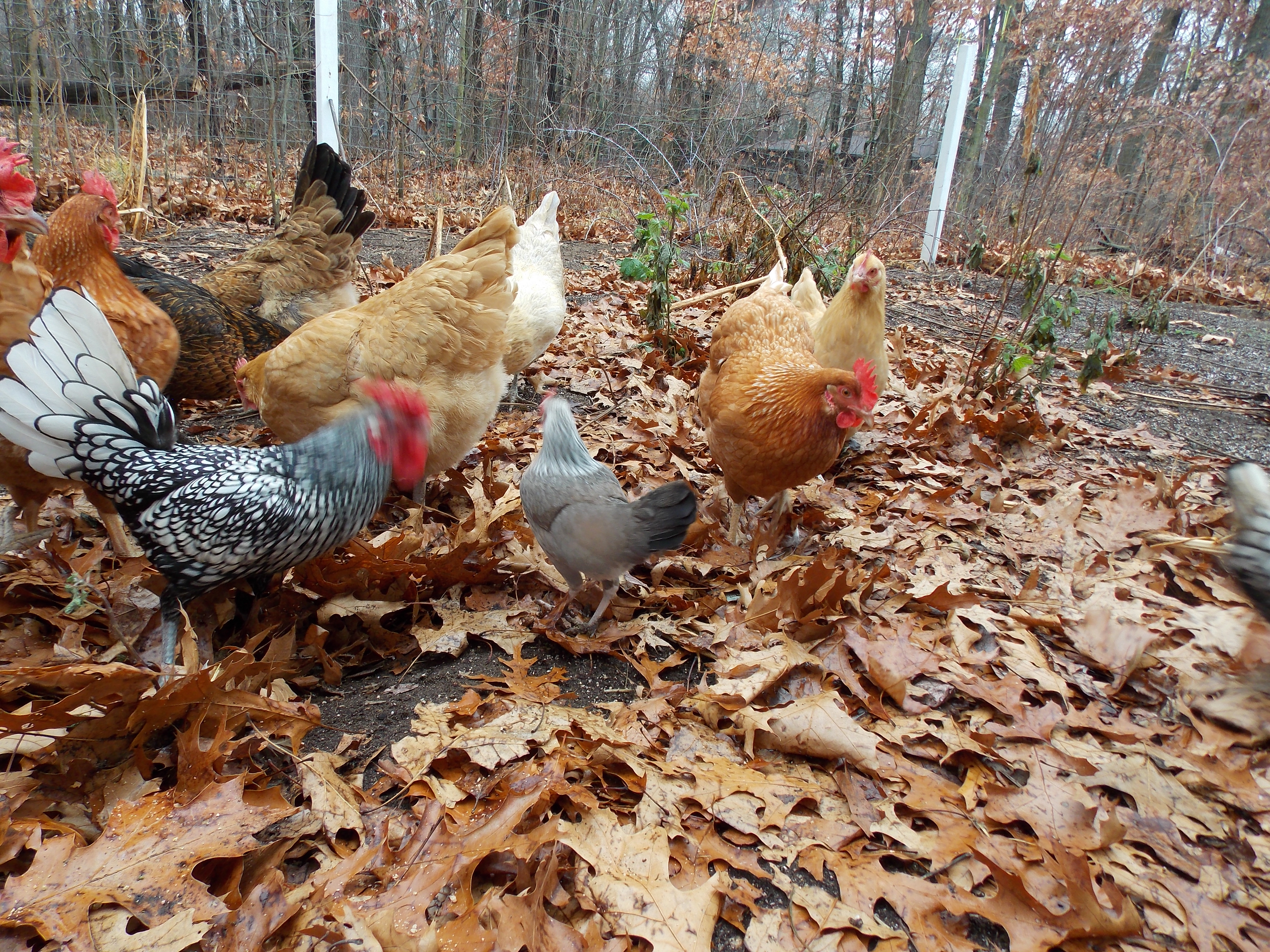 Our Chickens :D