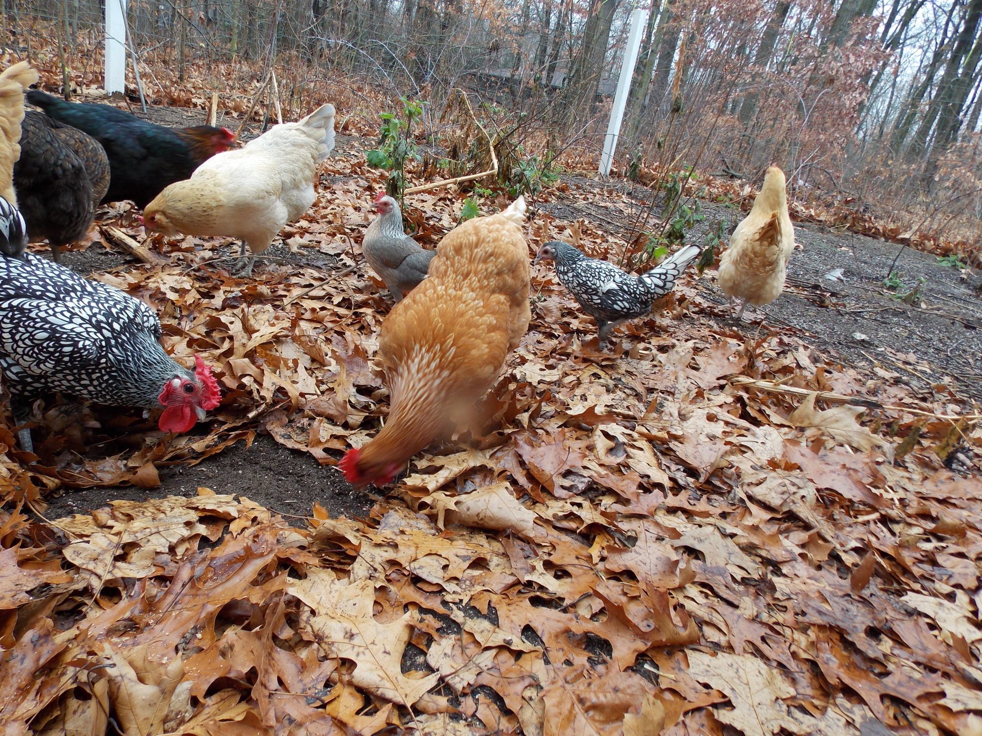 Our Chickens :D