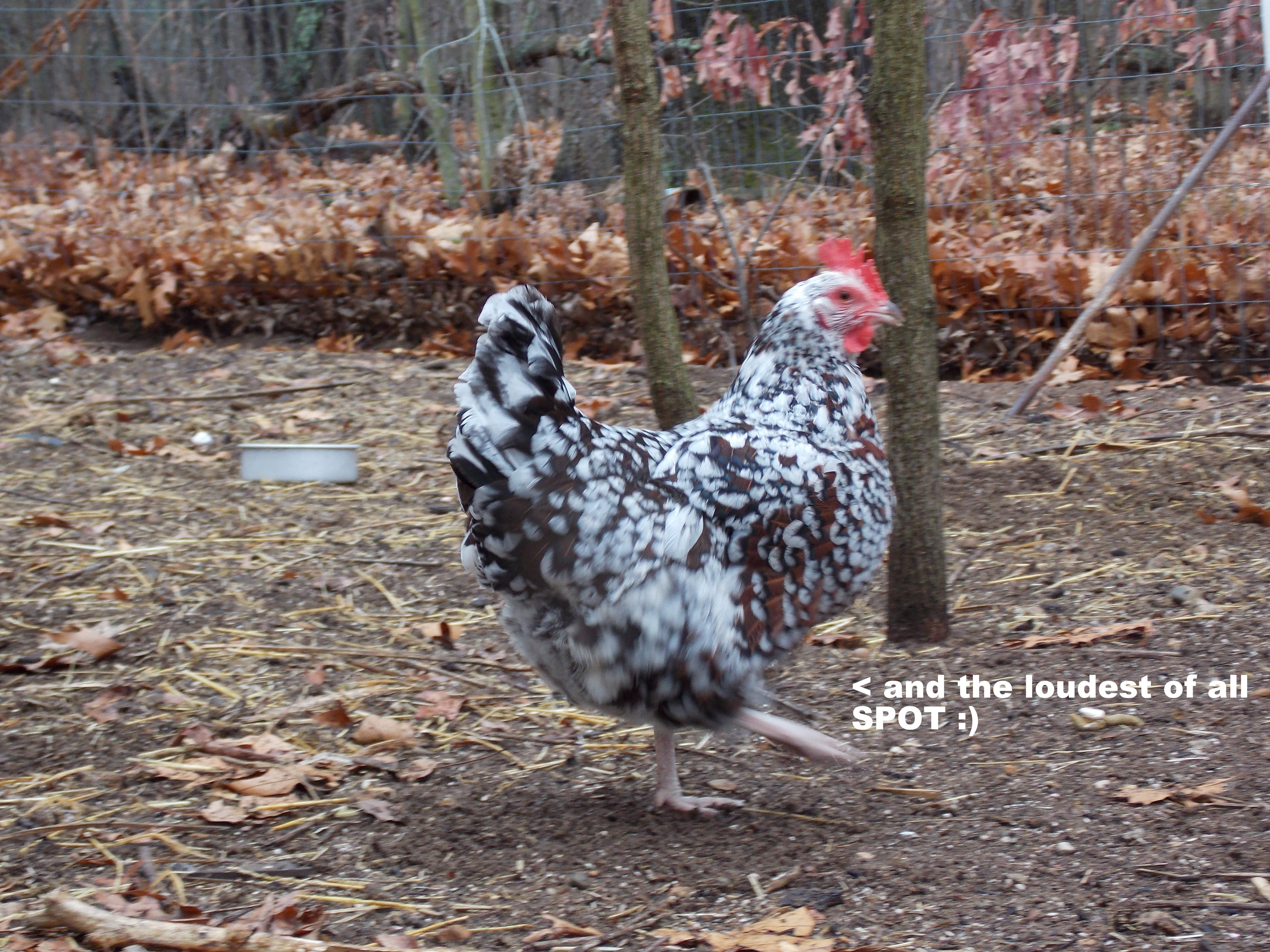 Our Chickens :D