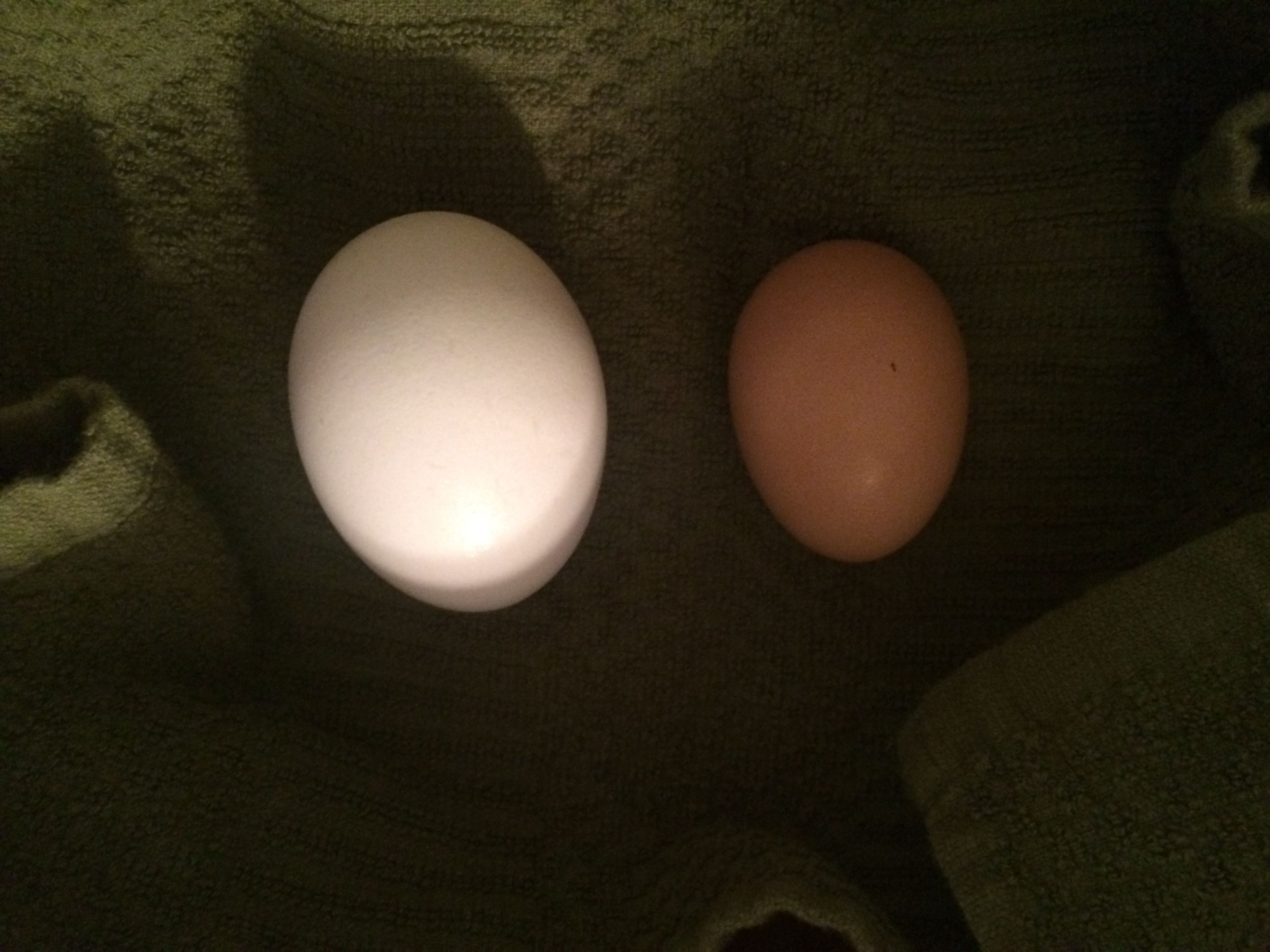 Our Chickens Egg Vs Store Bought
