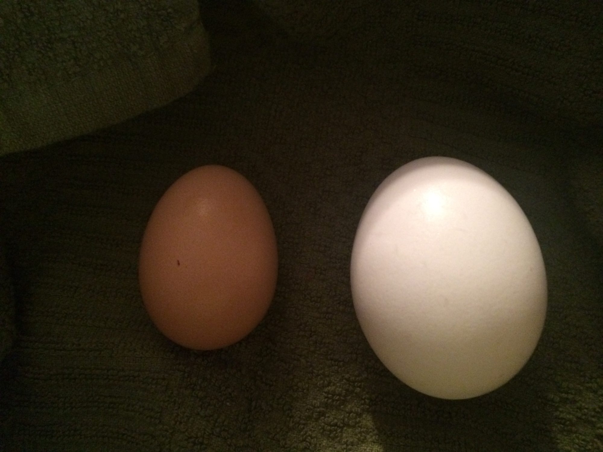 Our Chickens first egg vs store bought.