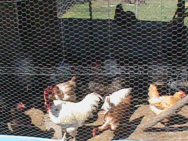 Our chickens that we started our mini farm with in February 2012.