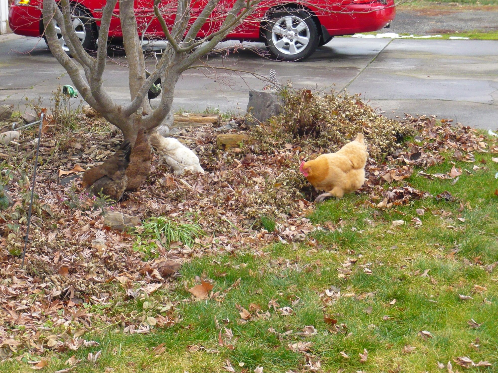 Our chickens wandered into our front yard.