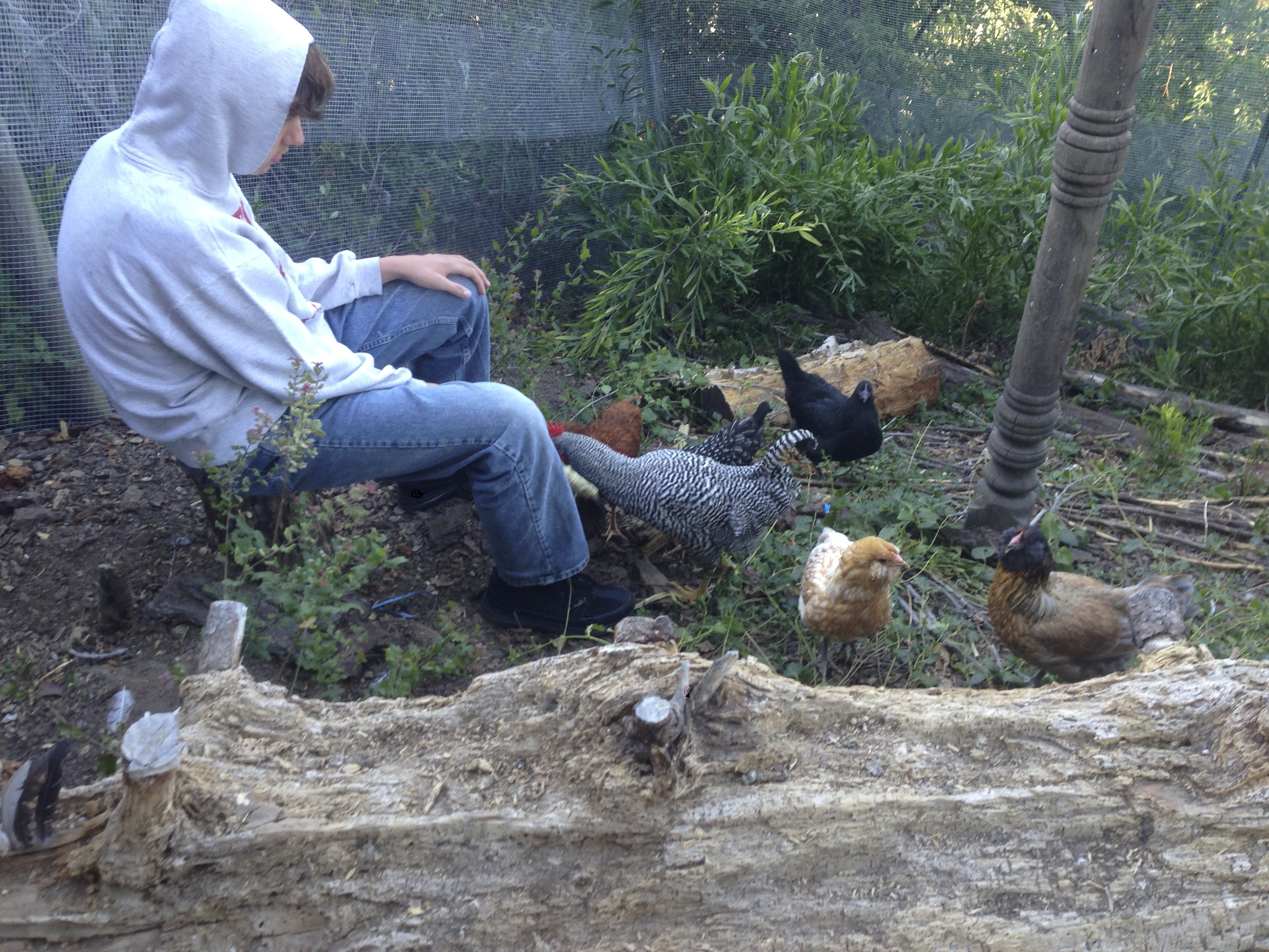 Our chickens went into a feeding frenzy once we gave them corn.