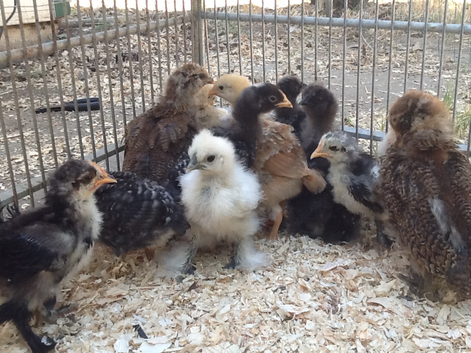 Our chickies :)