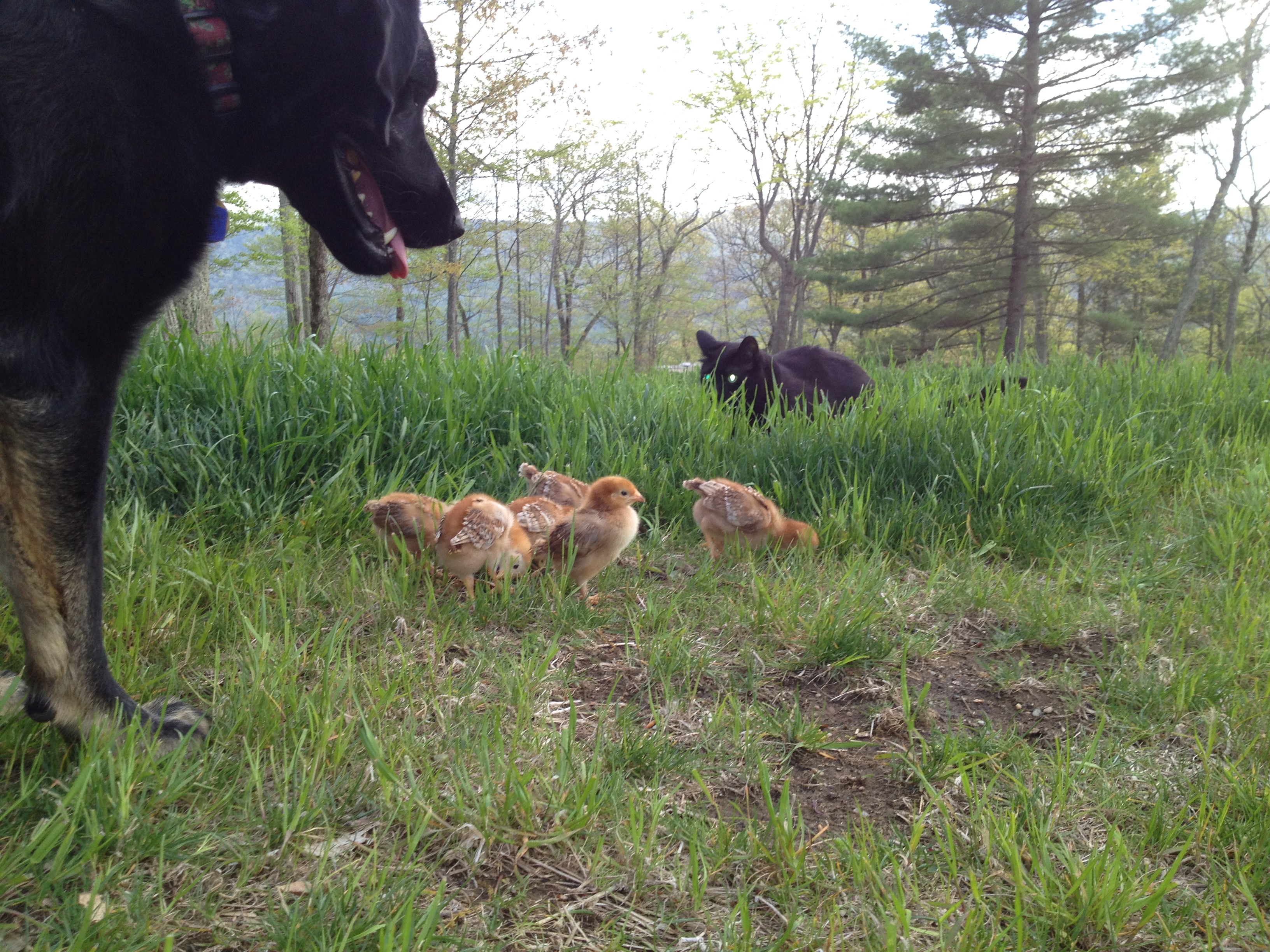 Our chicks, about three weeks old, with dog and cat. Cat is mostly just curious, dog likes to herd them.