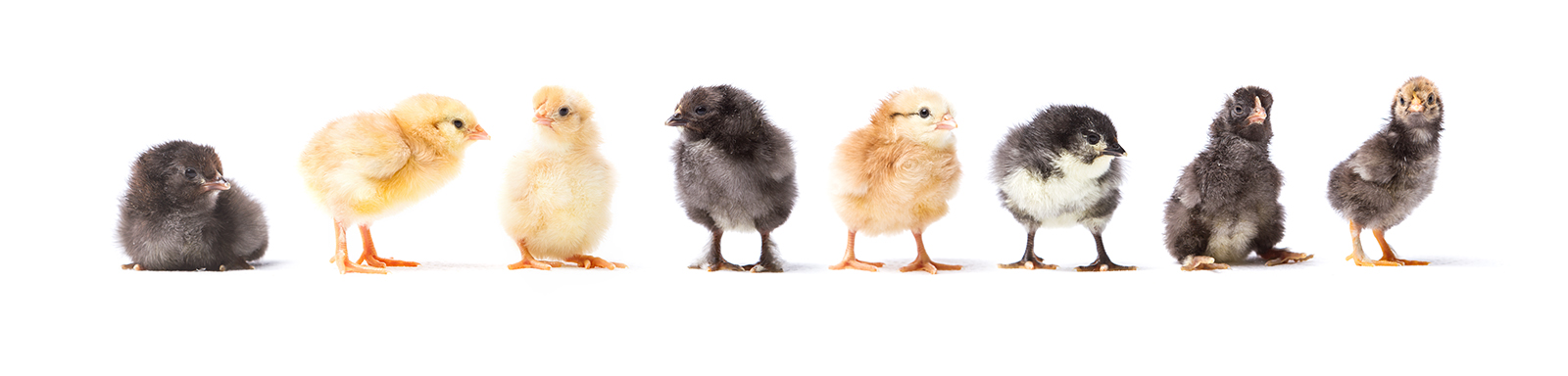 Our Chicks at 3 days, now going on 6 weeks!