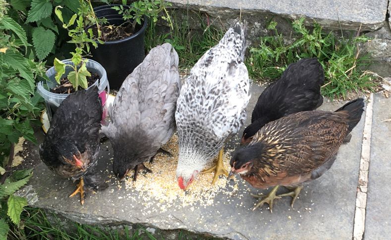 our chicks july 3.jpg