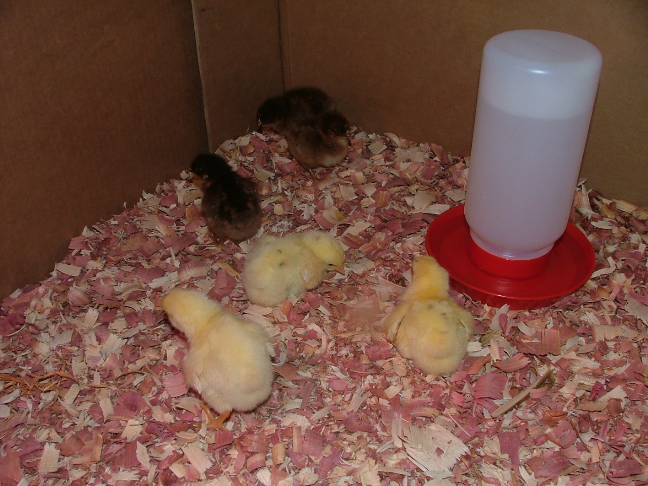 Our chicks! Three Cornish and three Barred Plymouth Rocks. They are all happy babies and love to be sung to sleep!