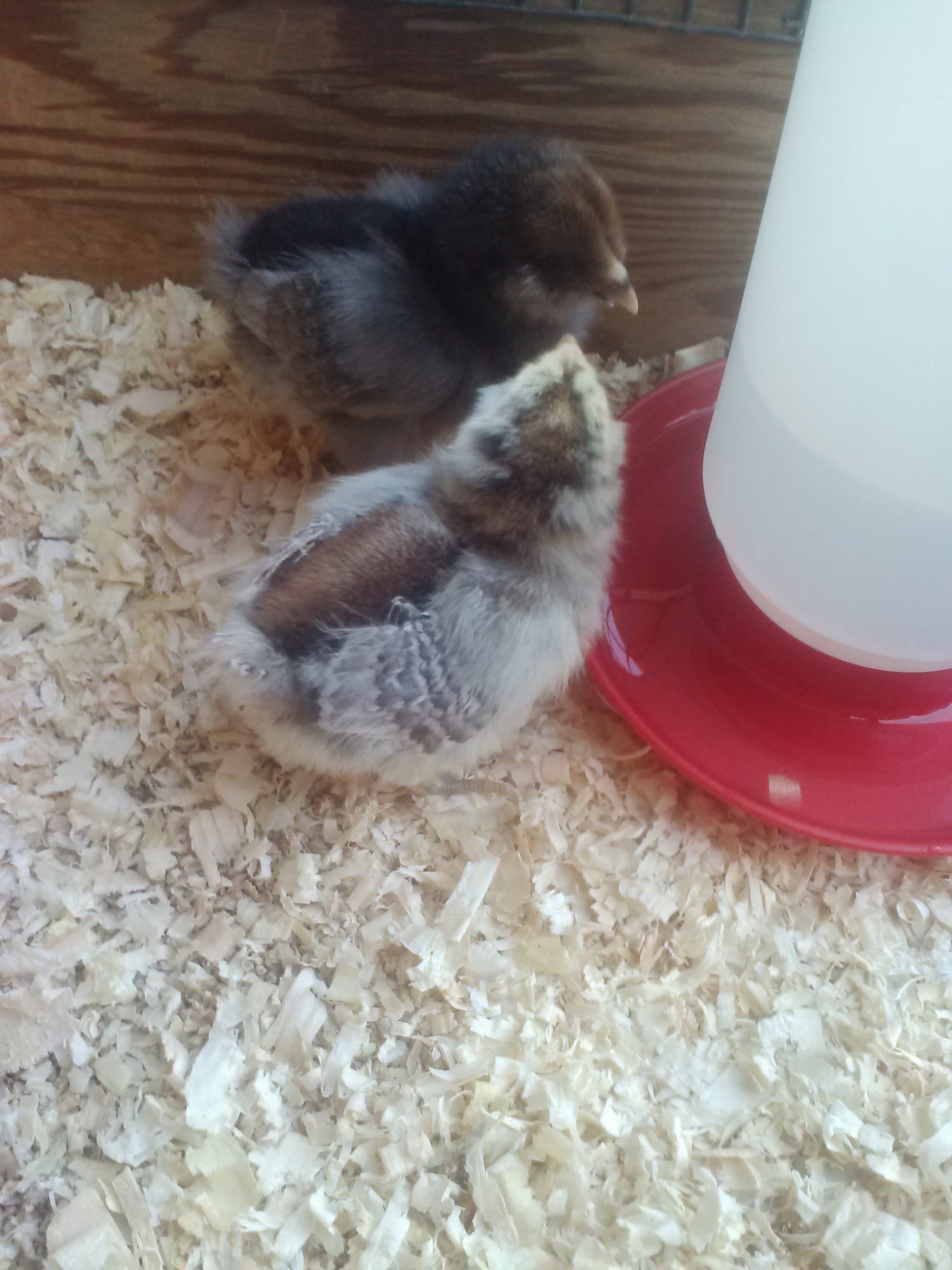Our chicks week 1.
